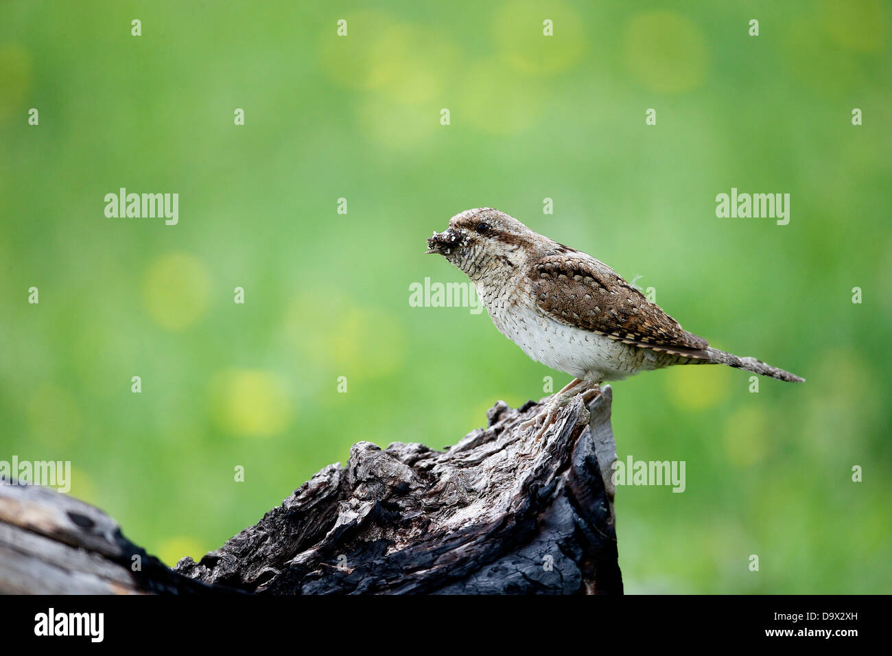 Spasmodico, Jynx torquilla, singolo uccello sul ramo, Bulgaria, Maggio 2013 Foto Stock