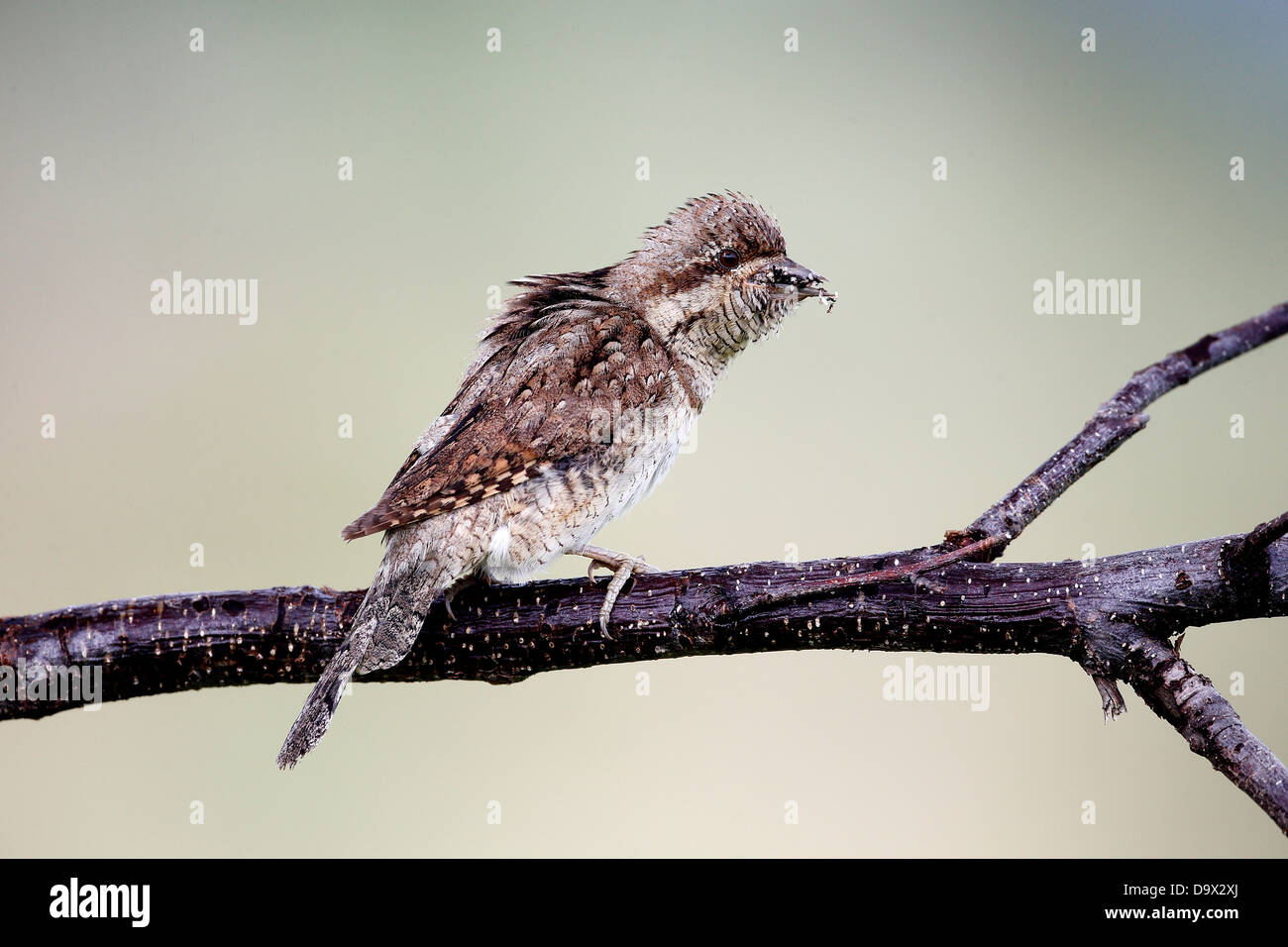 Spasmodico, Jynx torquilla, singolo uccello sul ramo, Bulgaria, Maggio 2013 Foto Stock