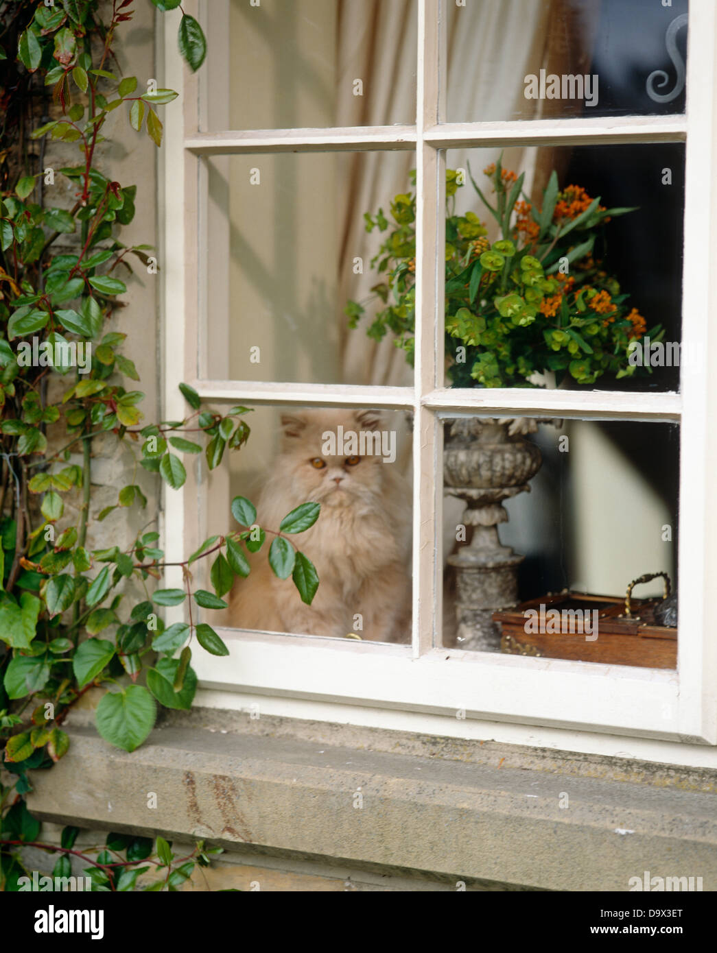 Imperioso cat seduto sul davanzale guardando fuori della finestra Foto Stock