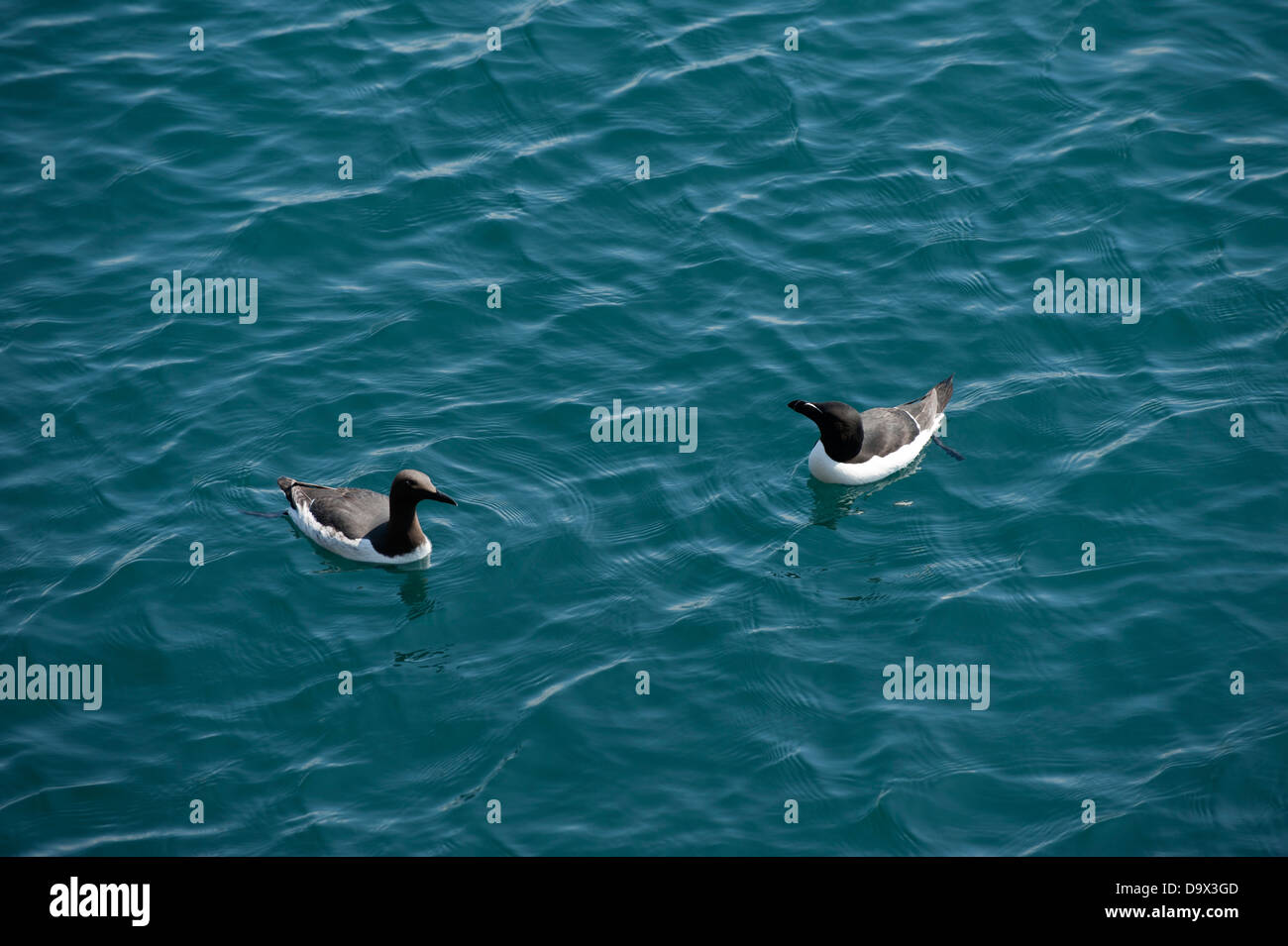 Guillemot, Uria aalge e Razorbill, Alca torda, Skomer, South Pembrokeshire, Wales, Regno Unito Foto Stock