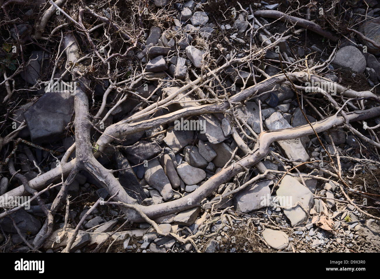 Radici di alberi maturi esposta da erosione di acqua sovrastante il vecchio pietra di fiume depositi, Wales, Regno Unito. Foto Stock