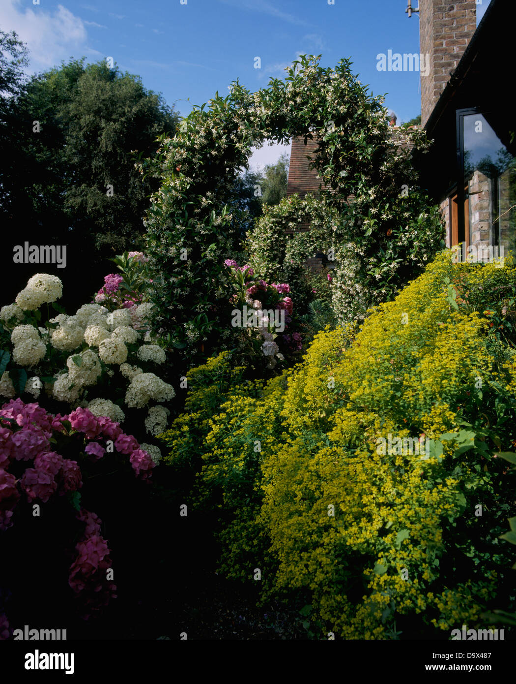Bianco e rosa ortensie e giallo arbusto a fioritura nel paese giardino con pianta rampicante su arch Foto Stock