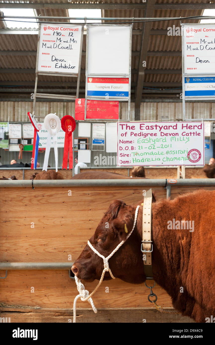 Un campione rosso rubino Devon mucca in un granaio presso il Royal Cornwall Show 2013 merita segni e rosette pinned fino alle spalle. Foto Stock