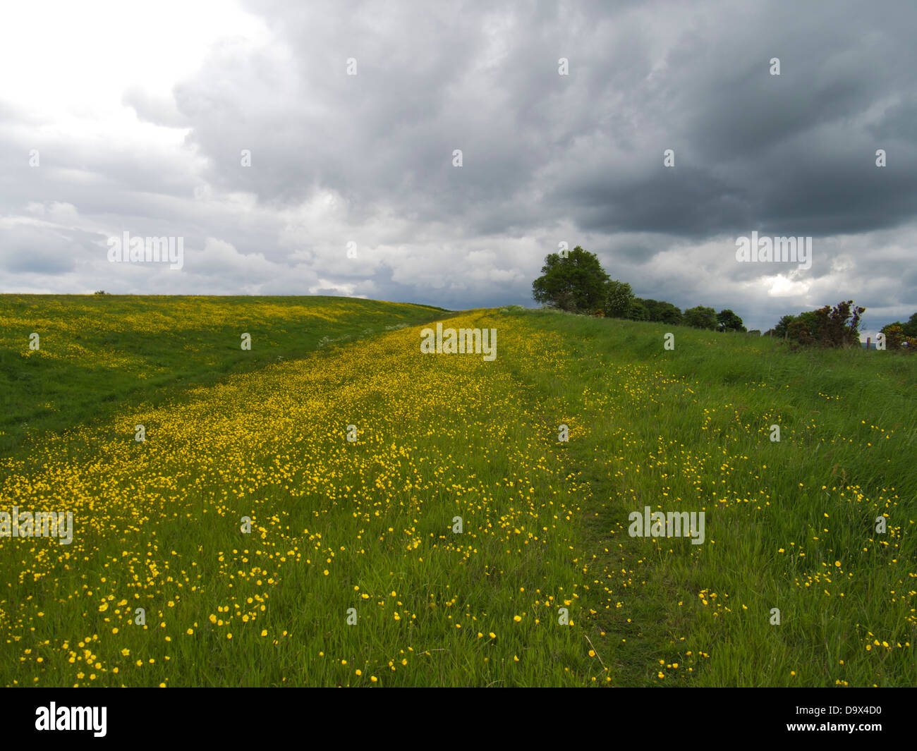 The Antonine Wall, il romano della frontiera finale in Gran Bretagna, vestita in renoncules vicino Castlecary, Scozia Foto Stock