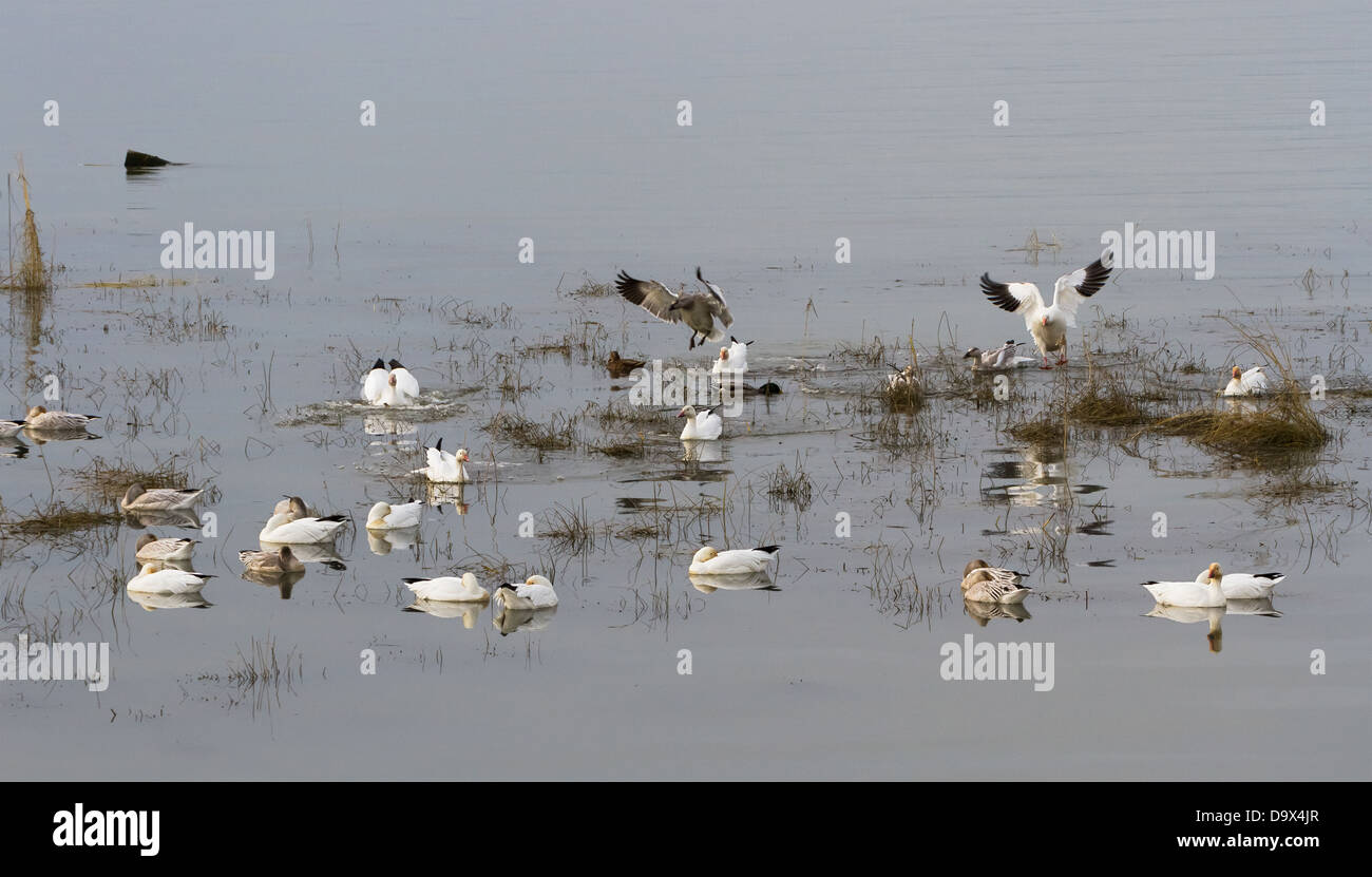 Flying Snow Goose, uccelli migratori Foto Stock