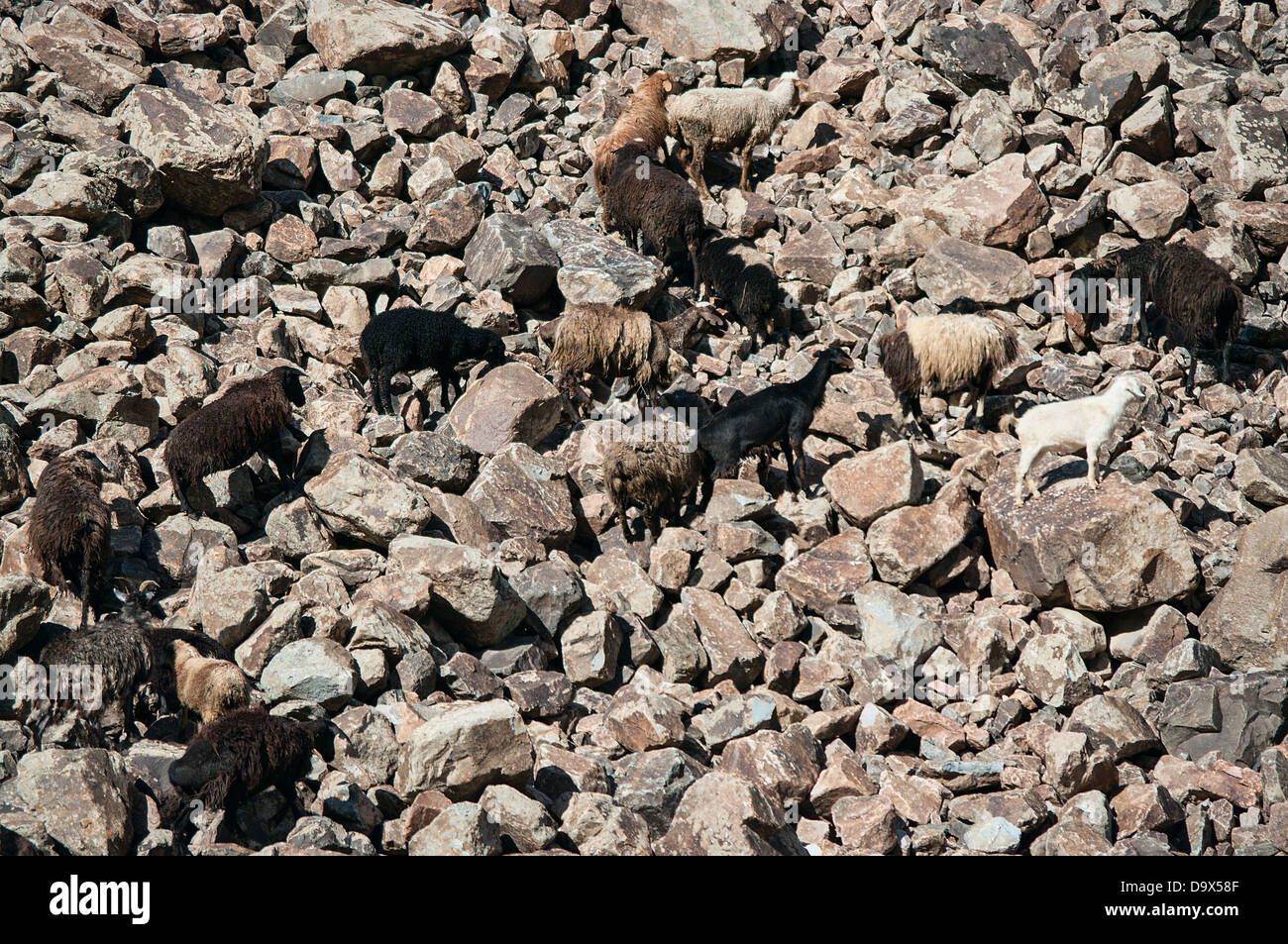 Capre sulle rocce Foto Stock