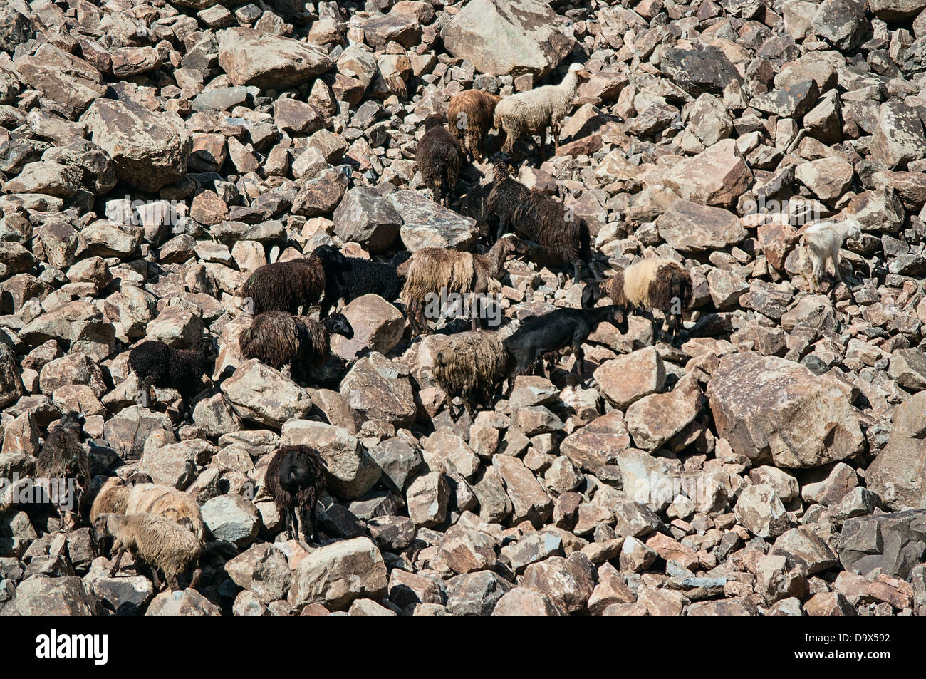 Capre sulle rocce Foto Stock
