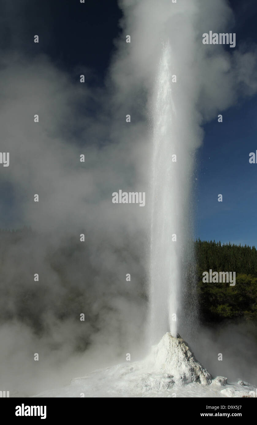 Geyser a Rotorua, Nuova Zelanda Foto Stock