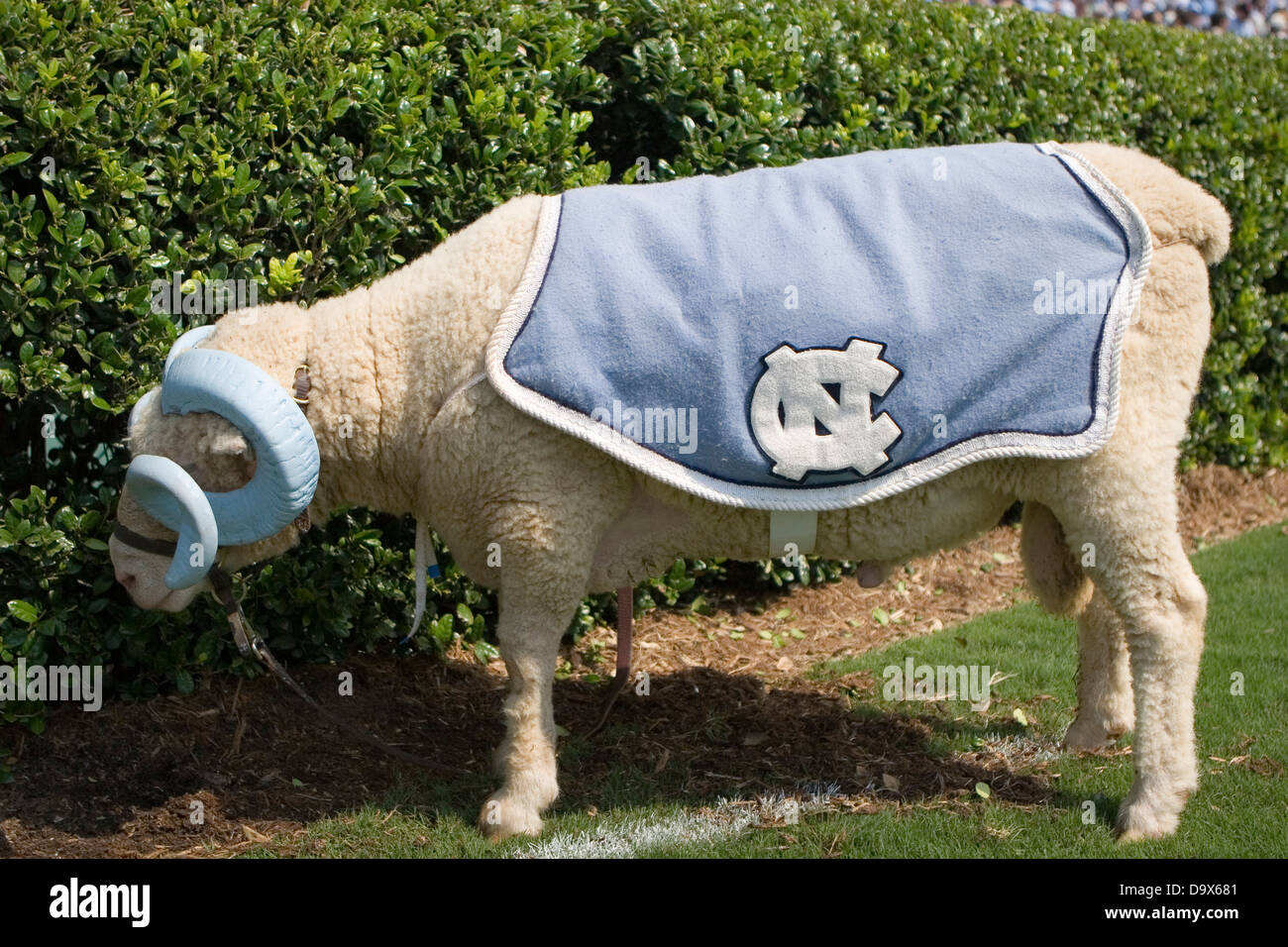 Il North Carolina mascotte di Ram a Kenan Memorial Stadium di Chapel Hill, NC, il 15 settembre 2007, Foto Stock