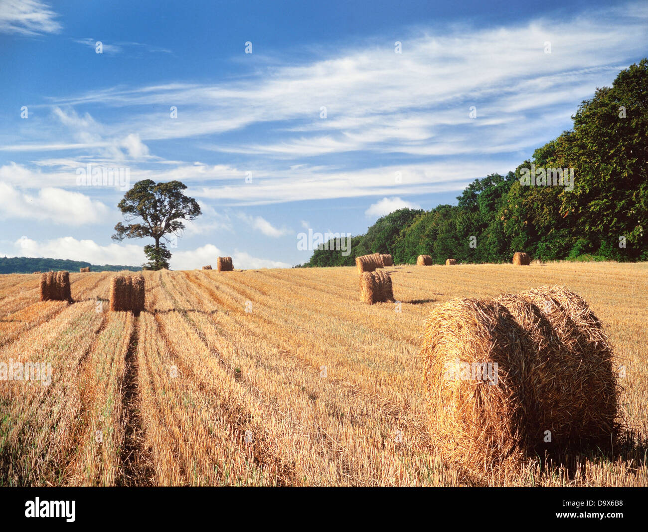 Estate raccolto, Hertfordshire, Regno Unito, legato rotoli di fieno a sinistra seguendo la mietitura Foto Stock