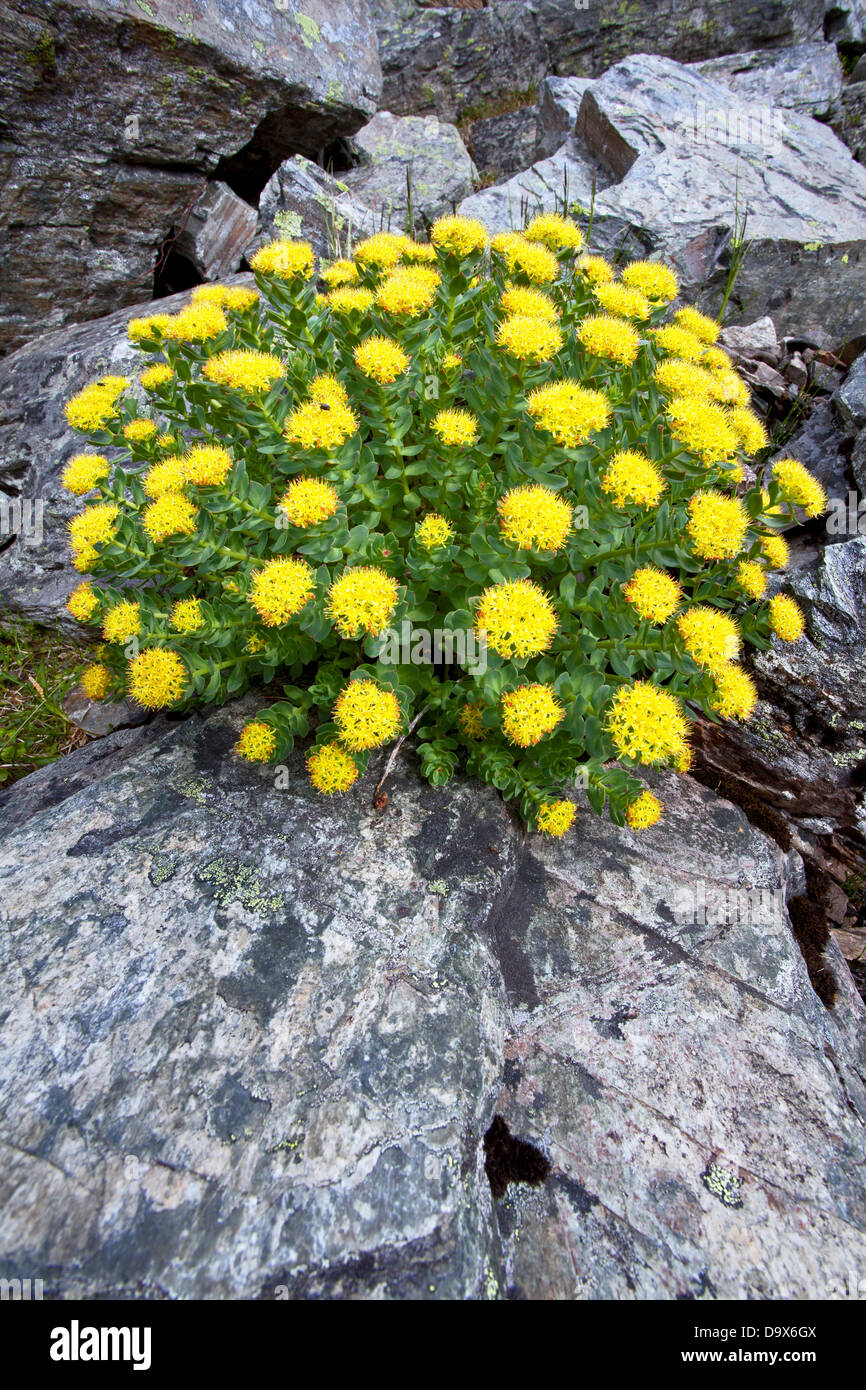 Golden root (Rhodiola rosea) Foto Stock