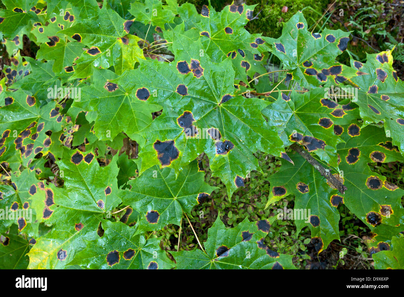 Rhytisma acerinum è una pianta patogeno che comunemente riguarda i sicomori e aceri Foto Stock