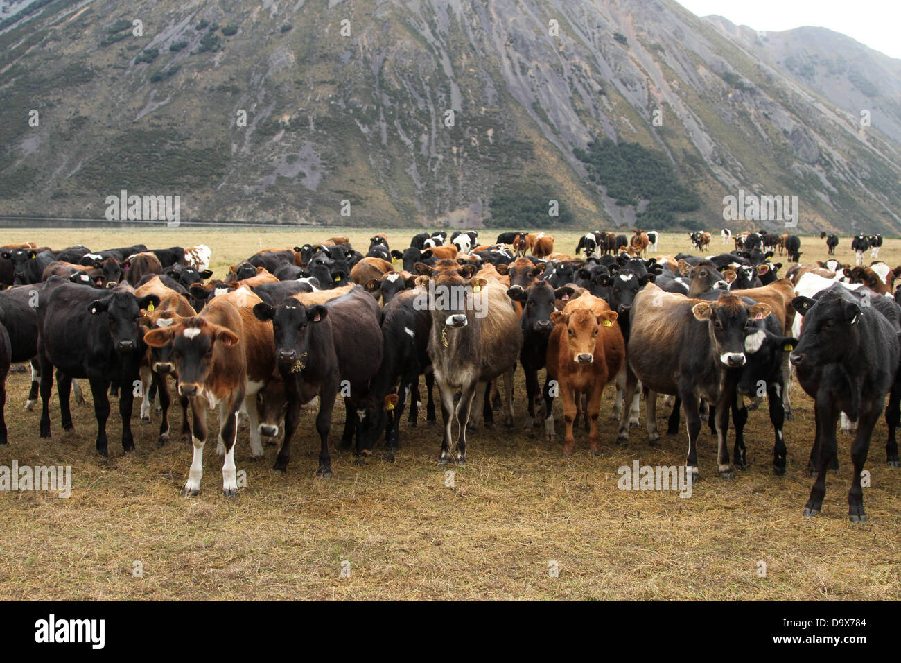 Nuova Zelanda bovini Foto Stock