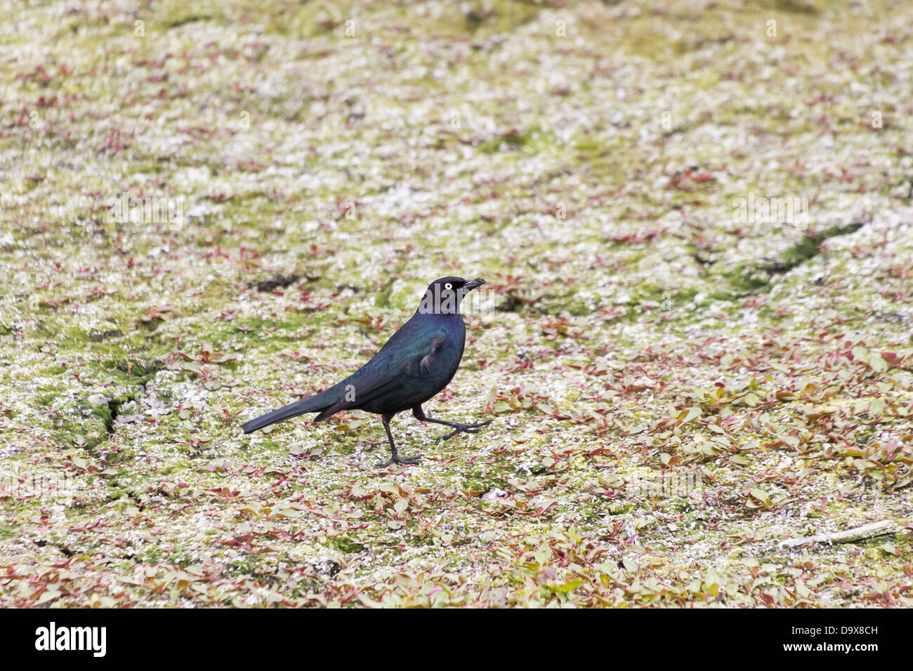 Brewer's Blackbird con sfondo luminoso Foto Stock