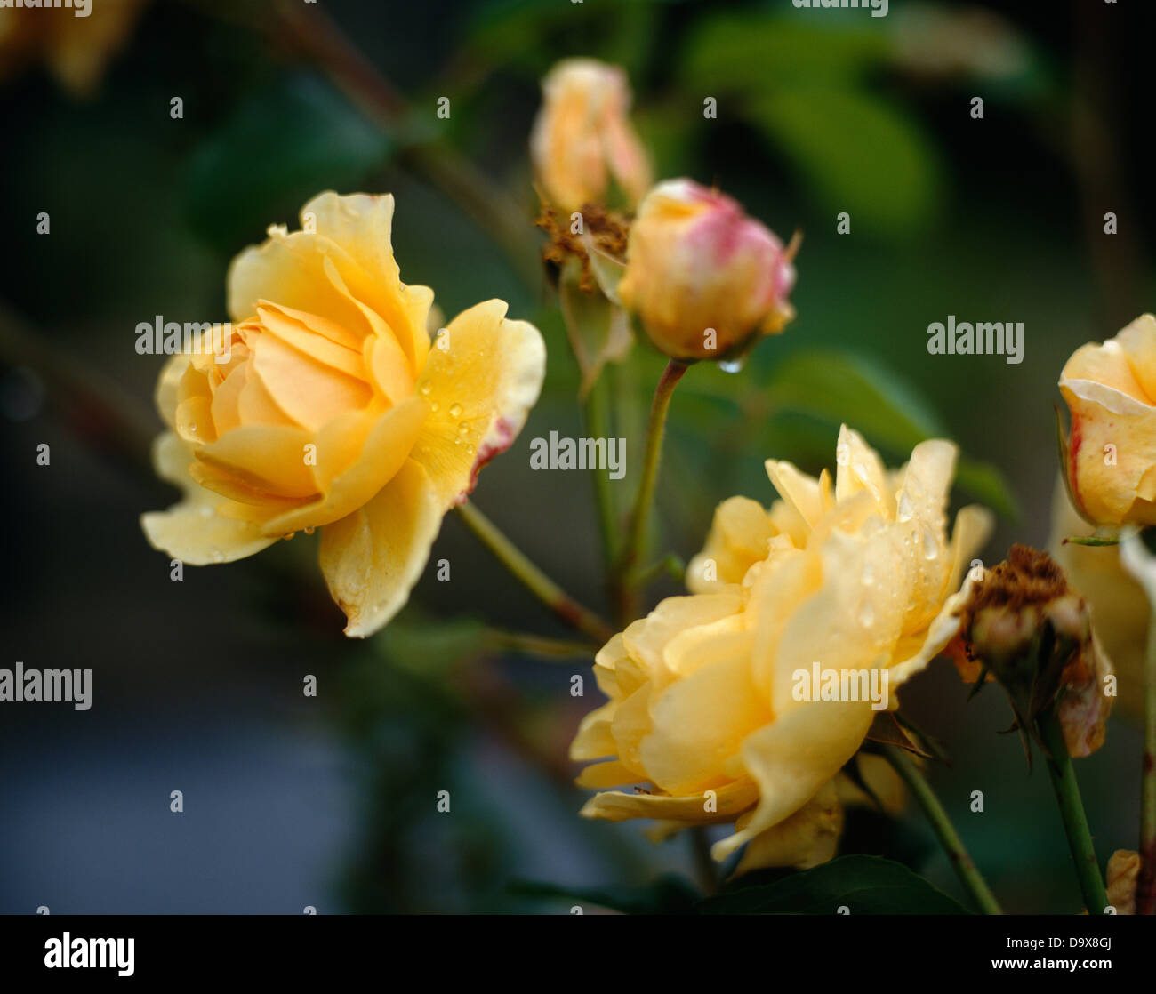 Close up di colore arancione pallido giallo-ROSES Foto Stock