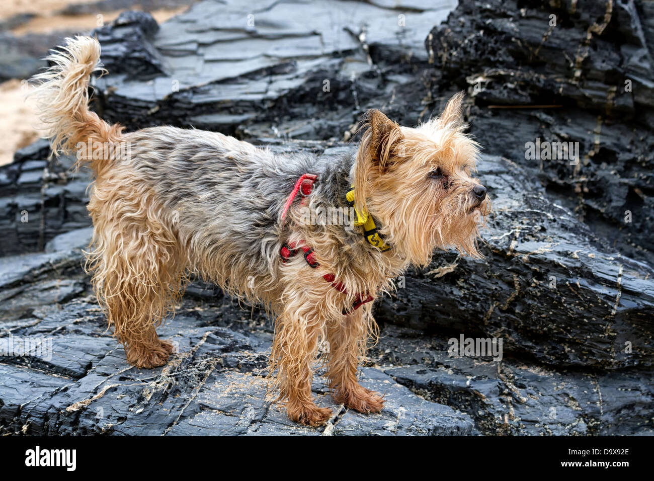 Yorkshire terrier in piedi sulle rocce su una spiaggia in Cornovaglia, Inghilterra Foto Stock