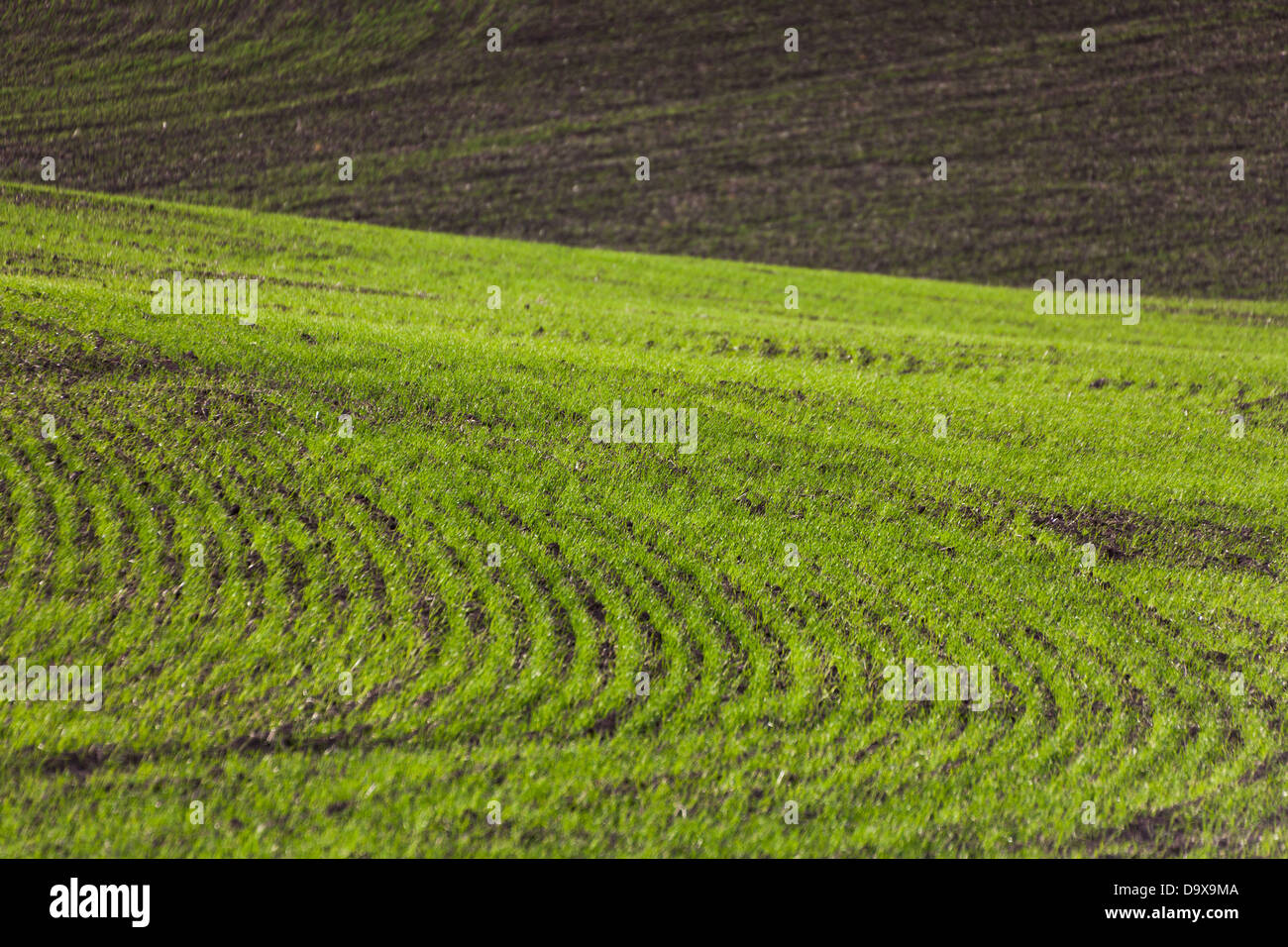 Terreni agricoli, verdi campi di grano Foto Stock