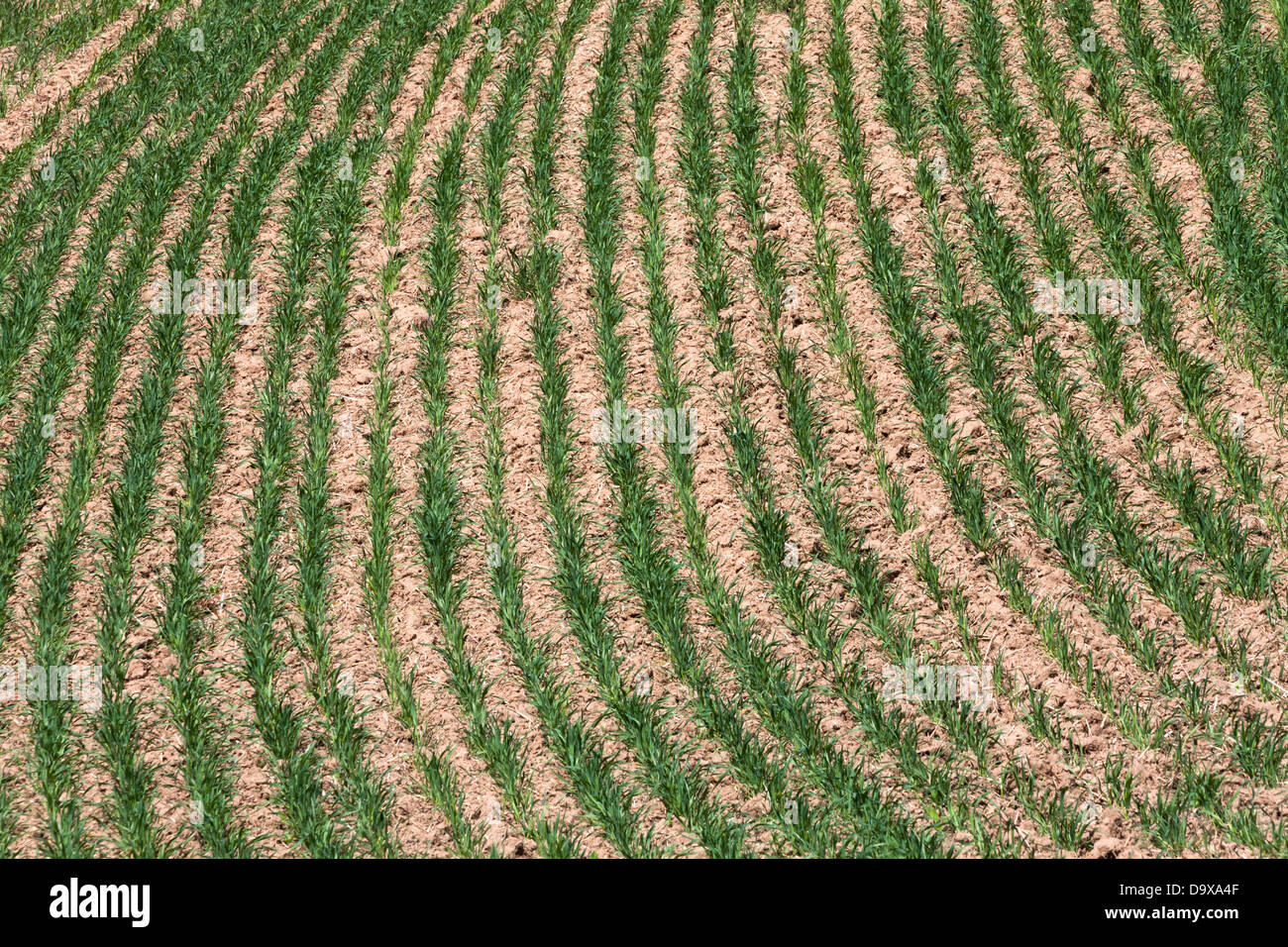 Terreni agricoli, verdi campi di grano Foto Stock