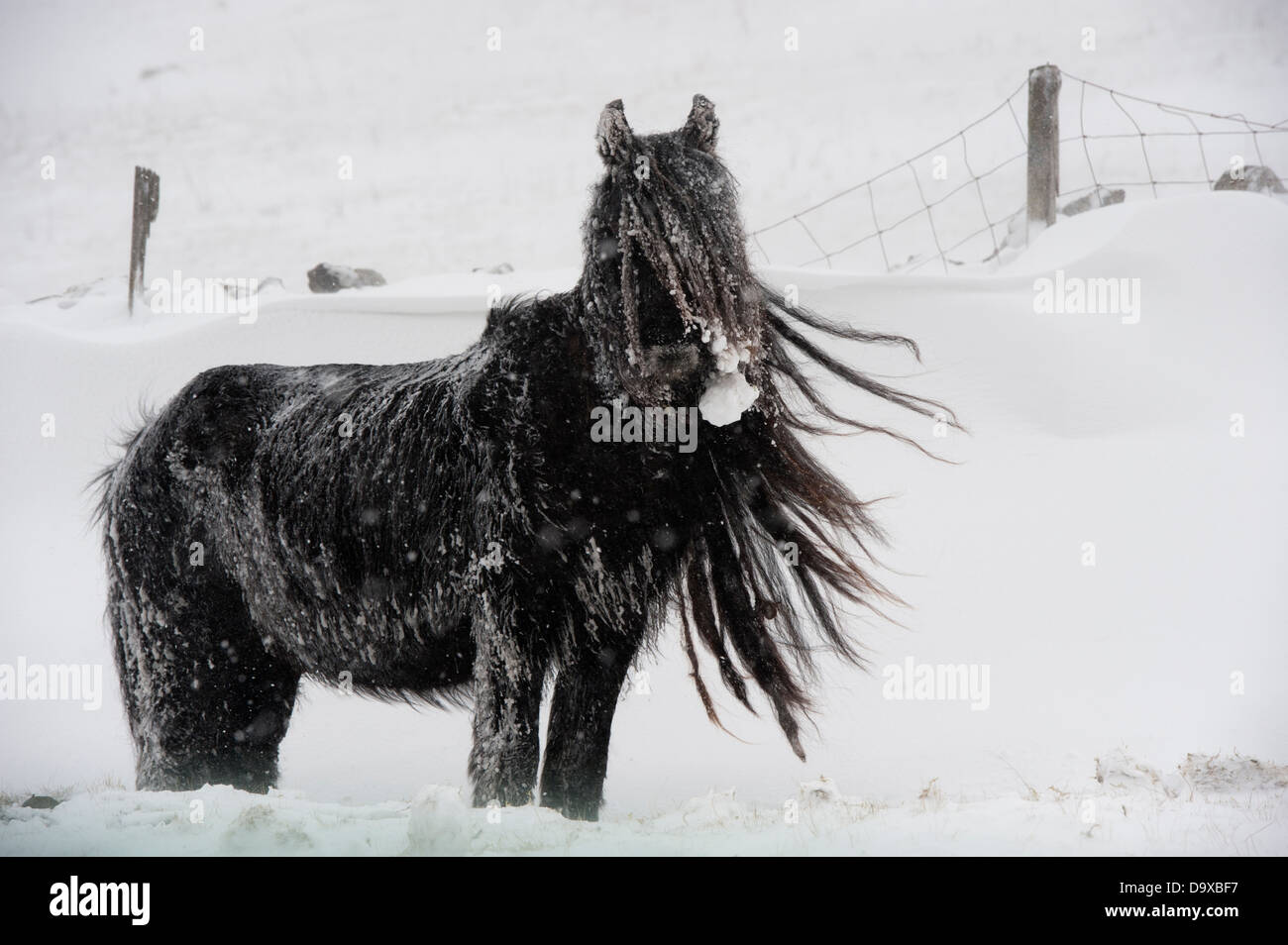 Cadde Pony pascolando nella tempesta di neve, Cumbria. Foto Stock
