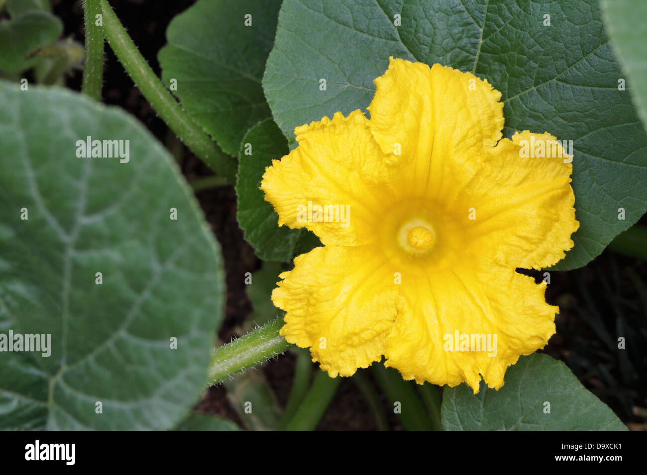 Zucca o fiori di zucca nel campo Foto Stock