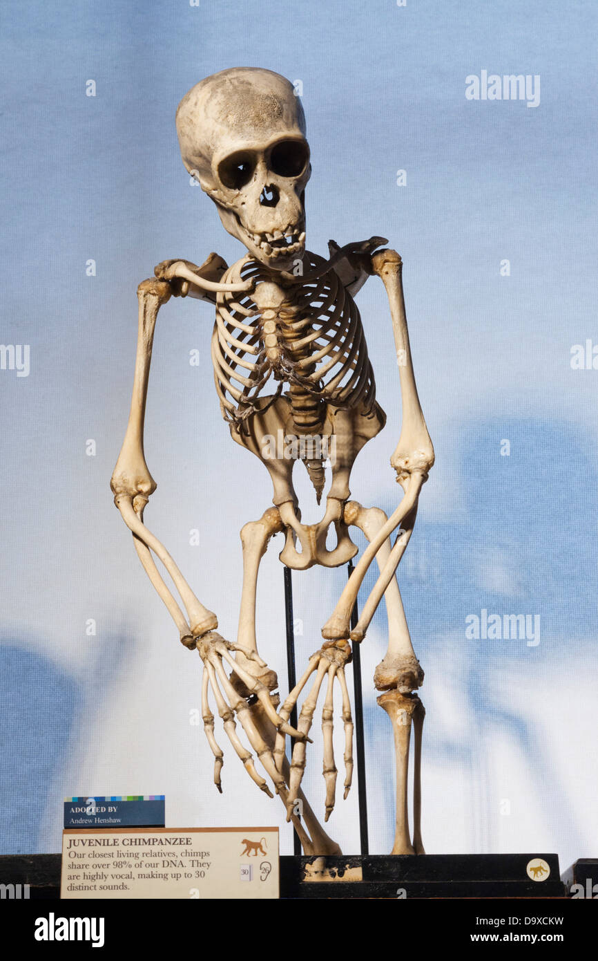 Regno Unito, Inghilterra, London University College di Londra, la concessione museo di zoologia, di scimpanzé scheletro Foto Stock