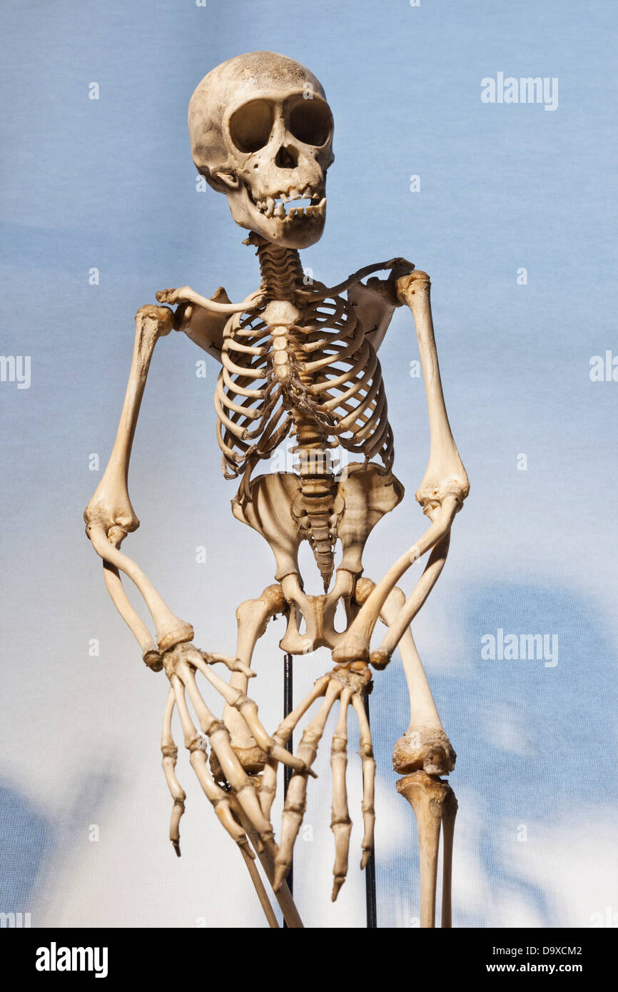 Regno Unito, Inghilterra, London University College di Londra, la concessione museo di zoologia, di scimpanzé scheletro Foto Stock