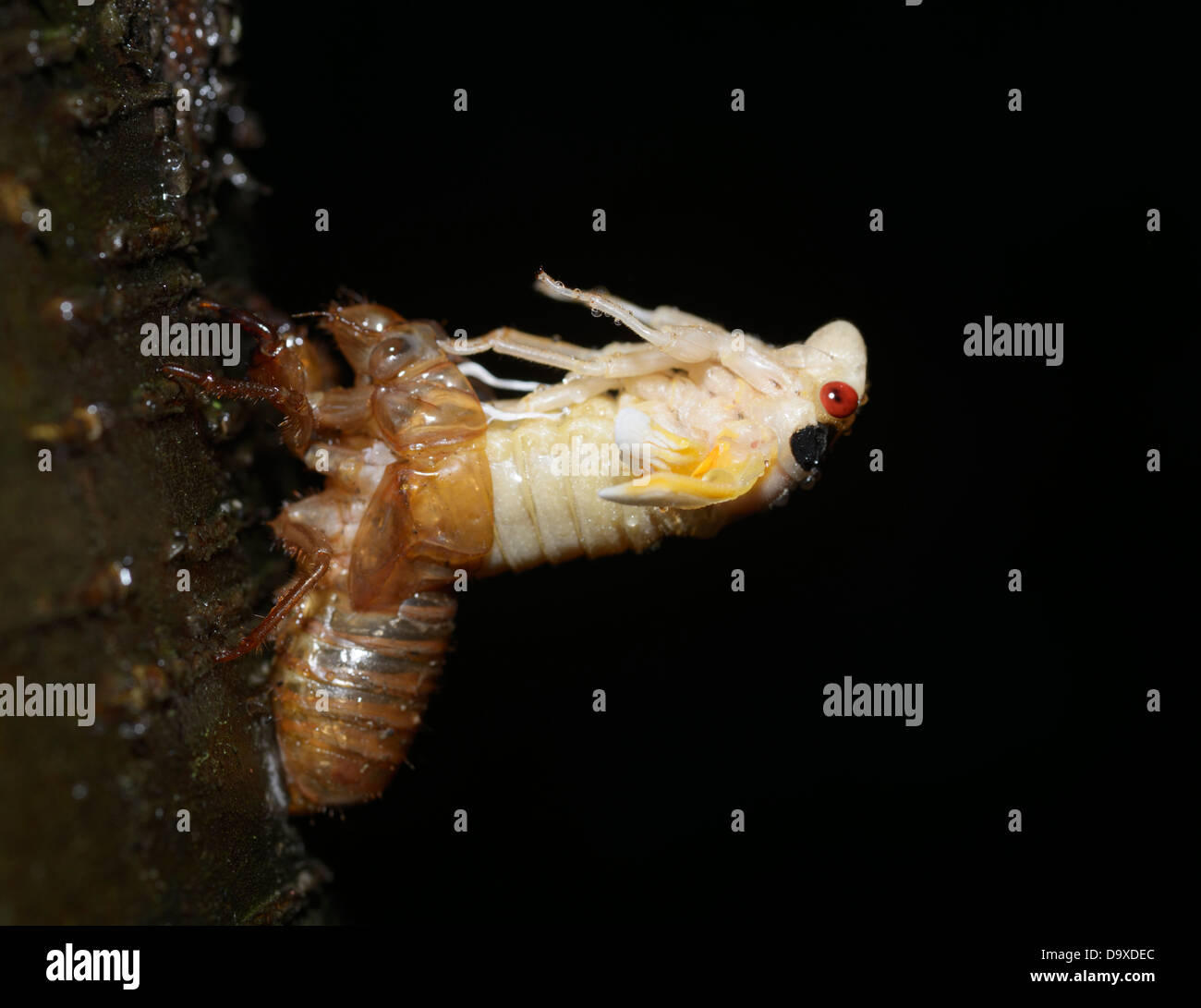 Periodica (17 anno), cicala Magicicada septendecim, adulti emergenti da molt finale Foto Stock