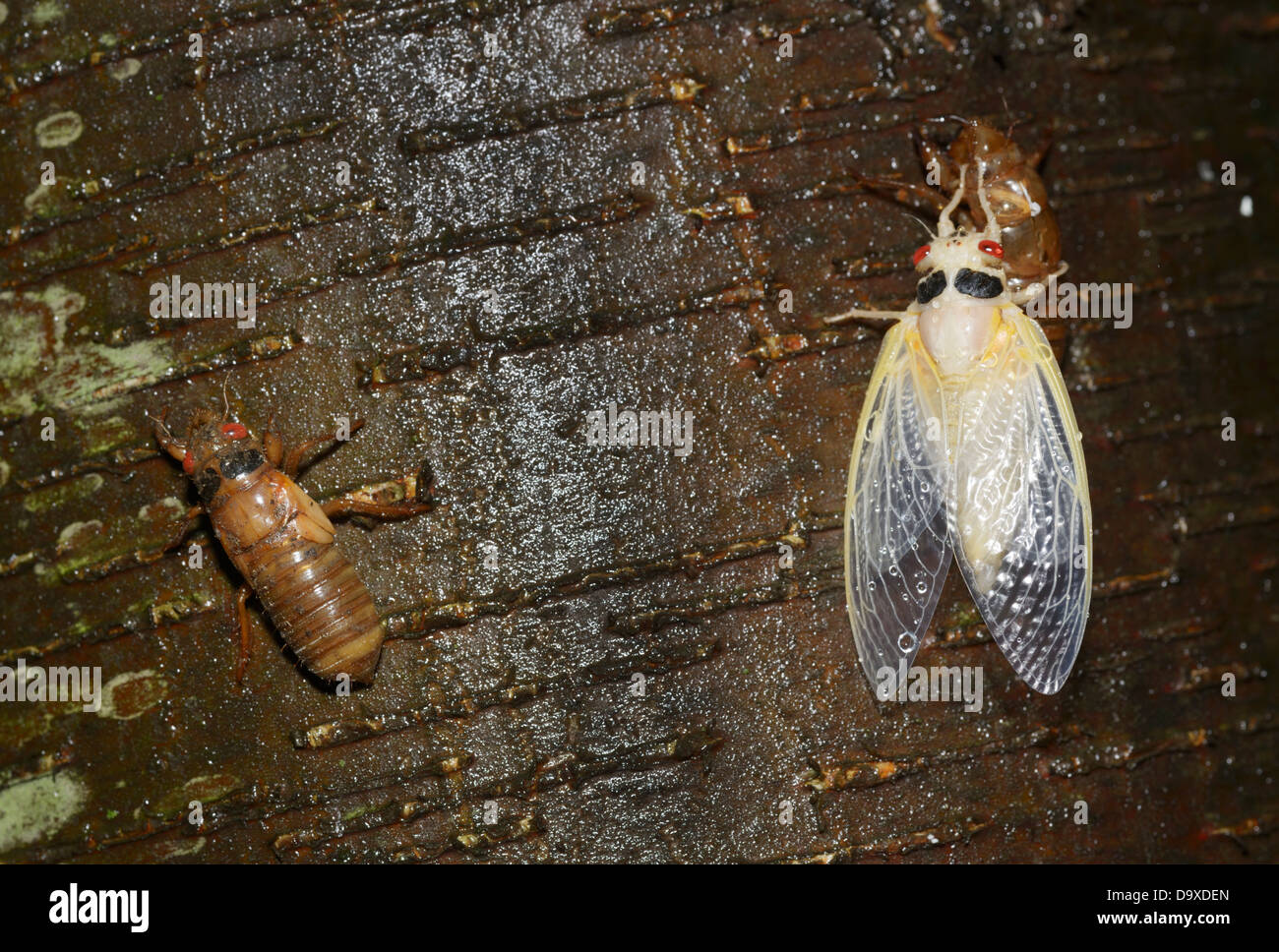 Periodica (17 anno), cicala Magicicada septendecim, recentemente emerso ninfa sulla sinistra e adulto solo molt di finitura sul lato destro Foto Stock