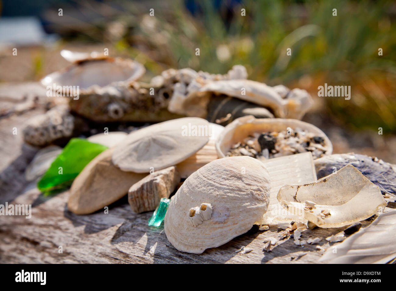 Conchiglie e sabbia di dollari sul driftwood Foto Stock