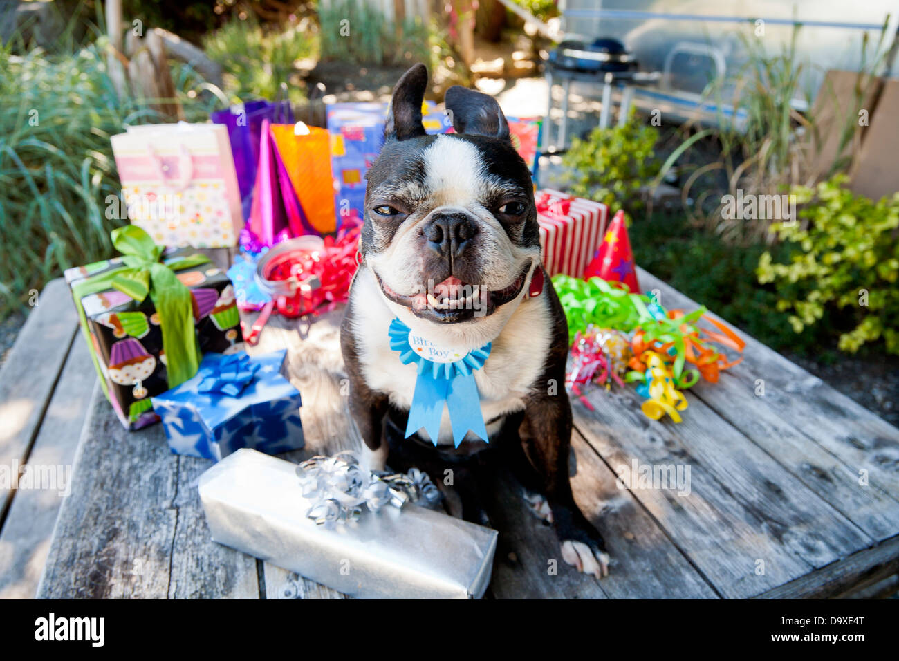 Boston Terrier cane con regali di compleanno Foto Stock