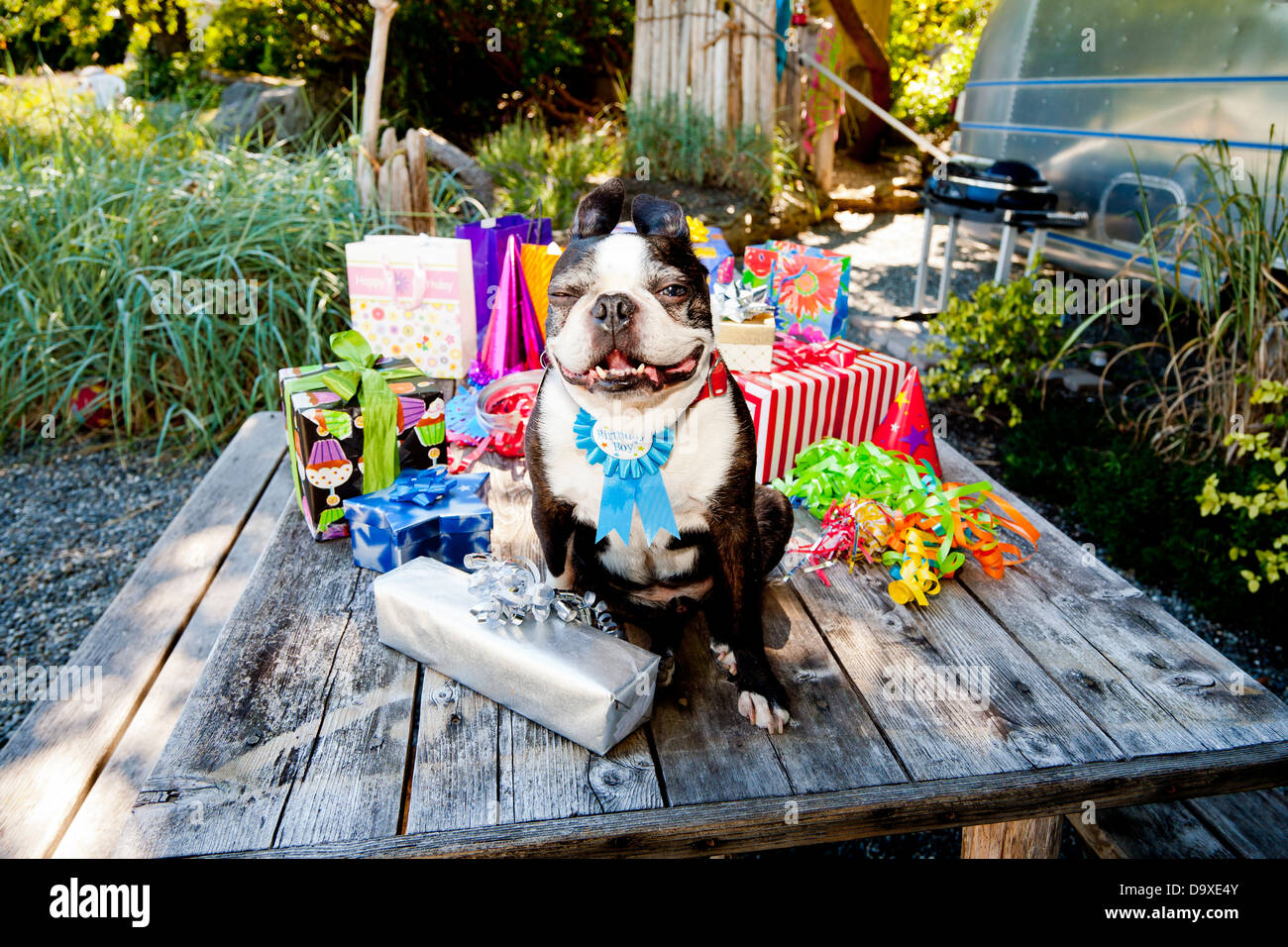 Boston Terrier cane con regali di compleanno Foto Stock