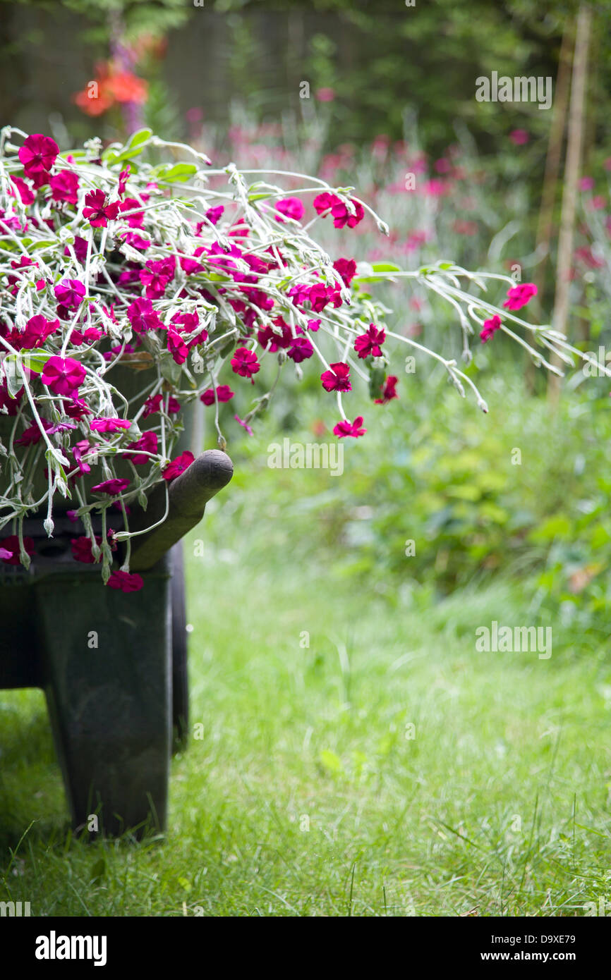 Carriola piena di fiori nel giardino Foto Stock