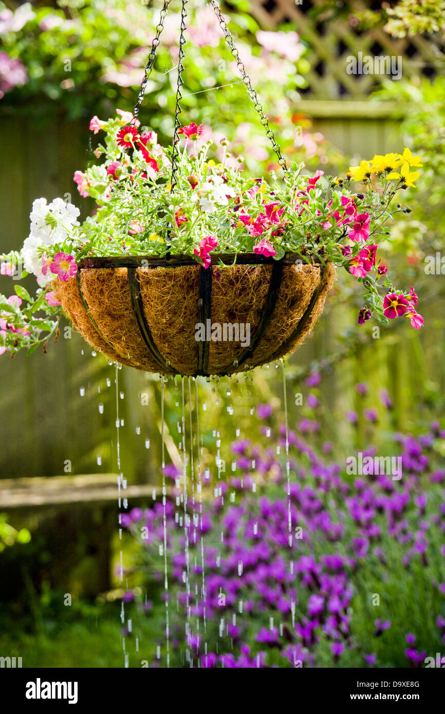 Appendere cesto fiorito getting irrigato Foto Stock