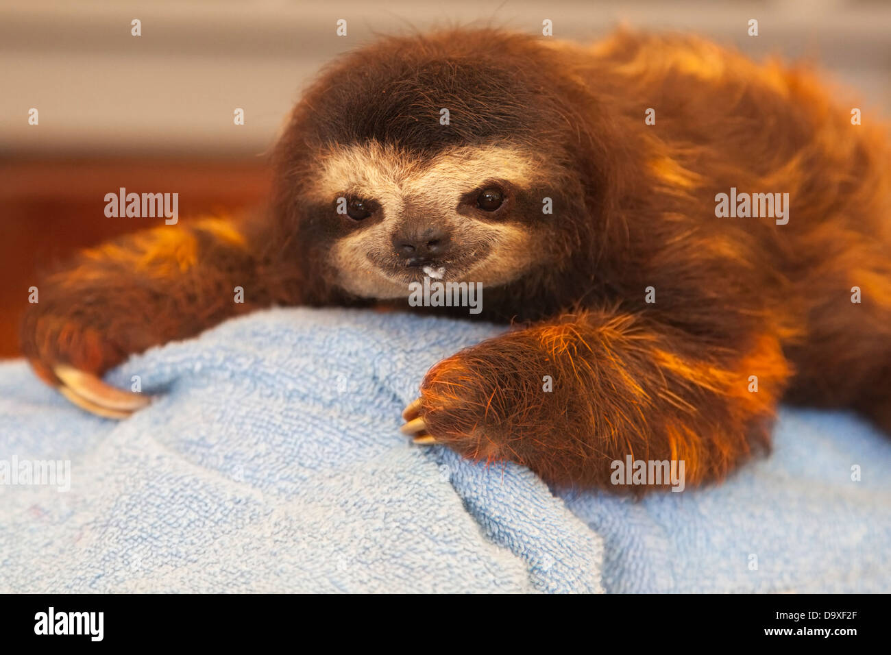 Baby marrone-throated il bradipo (Bradypus variegatus) con il latte sul viso dopo essere stato alimentato all'accidia Santuario Foto Stock