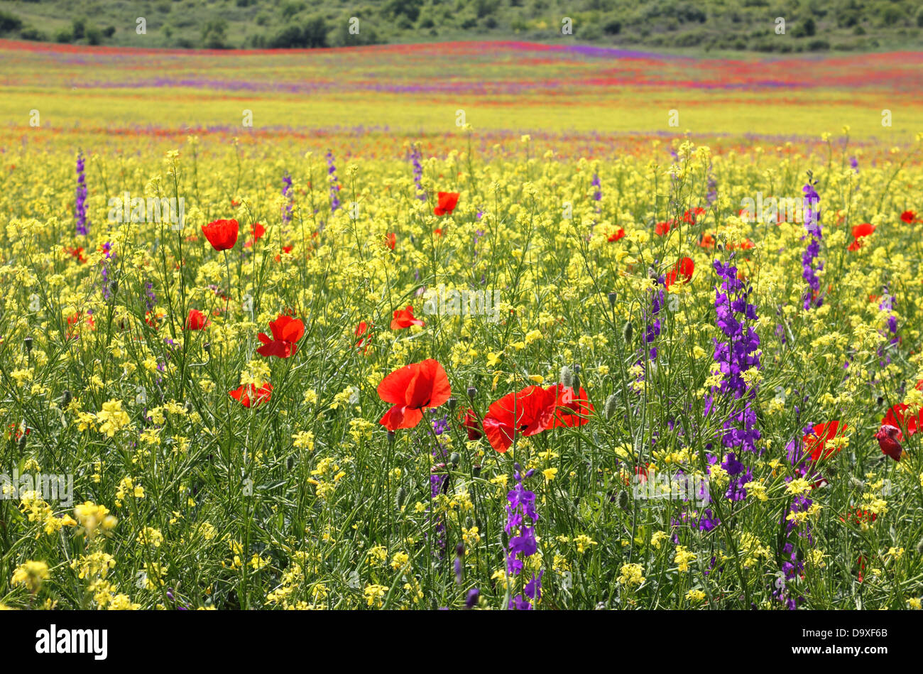 Luminose colorate campo di semi di colza e di ravizzone, papaveri e Delphiniums fioritura in primavera. Foto Stock