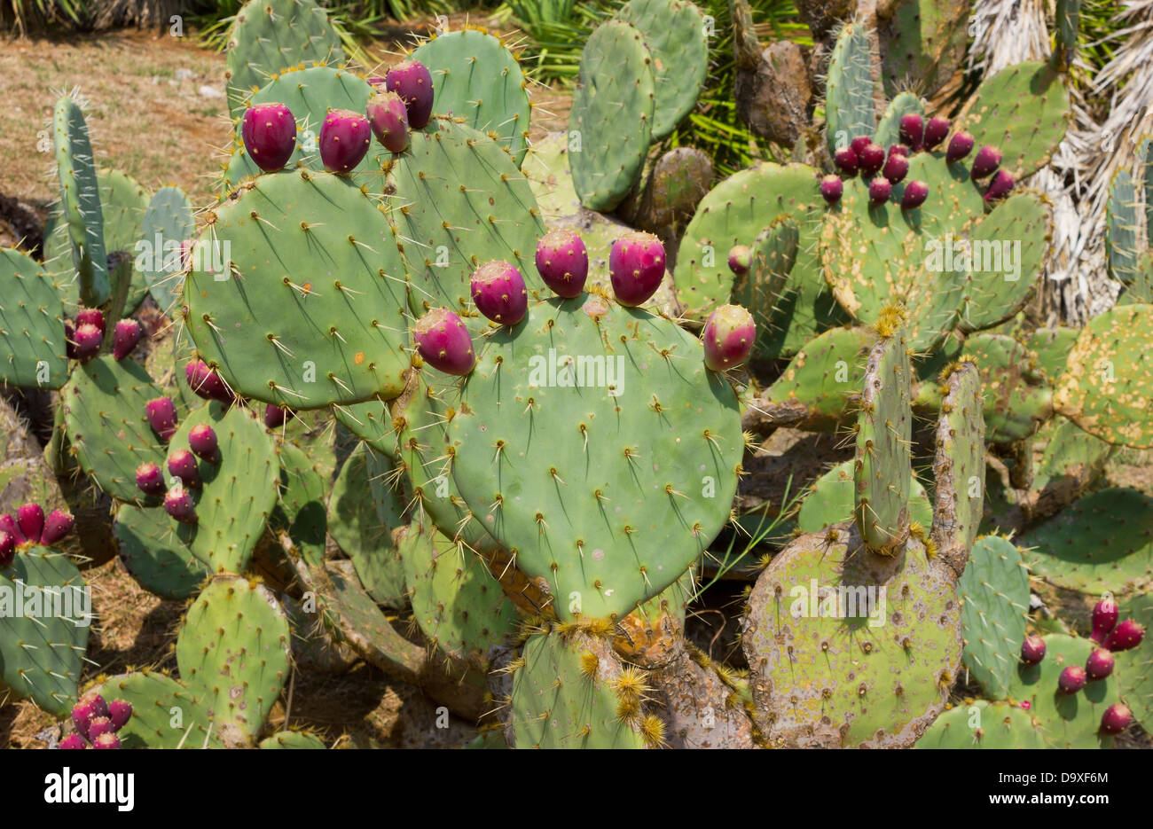 Fico d'india vivid cactus Cactaceae Opuntia con fresca frutta viola sulla isola di Lokrum. Foto Stock