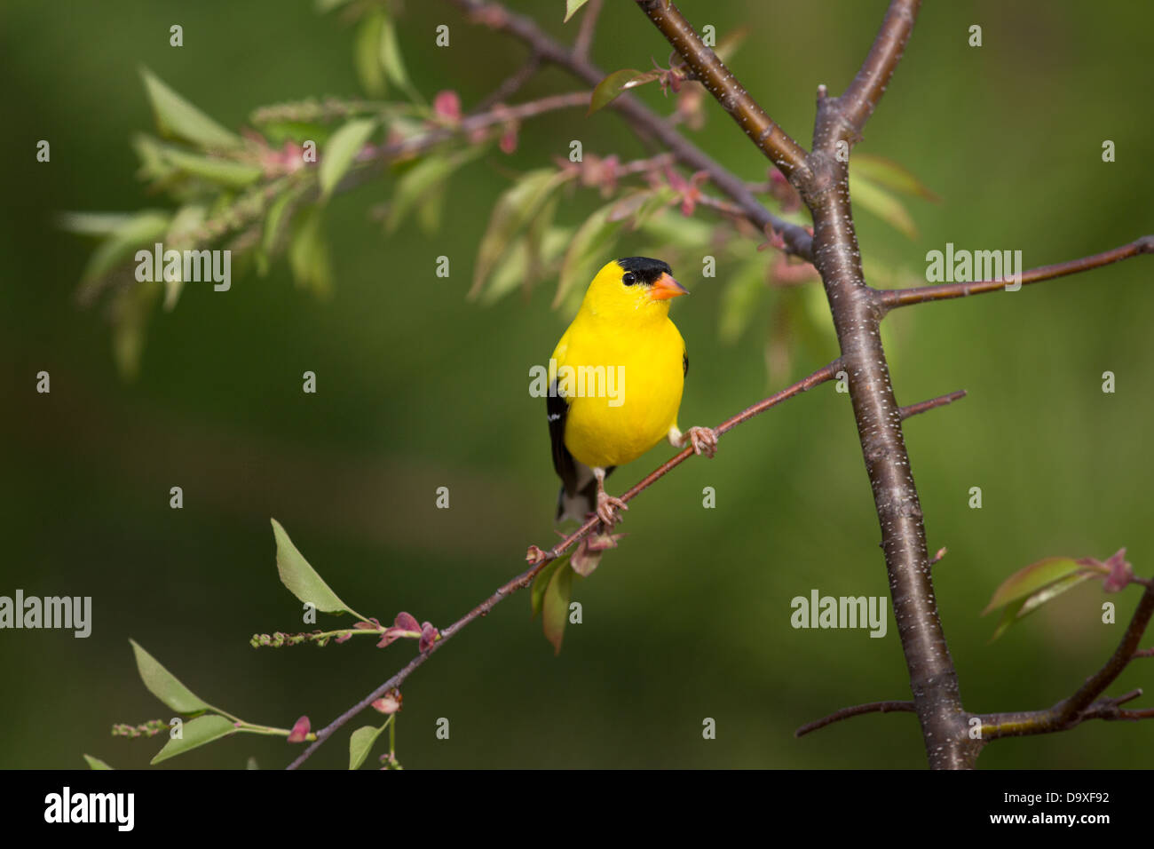 Maschio di American goldfinch Foto Stock