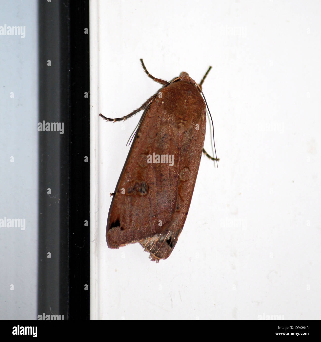 Grande maschio giallo (Underwing Noctua pronuba) Foto Stock