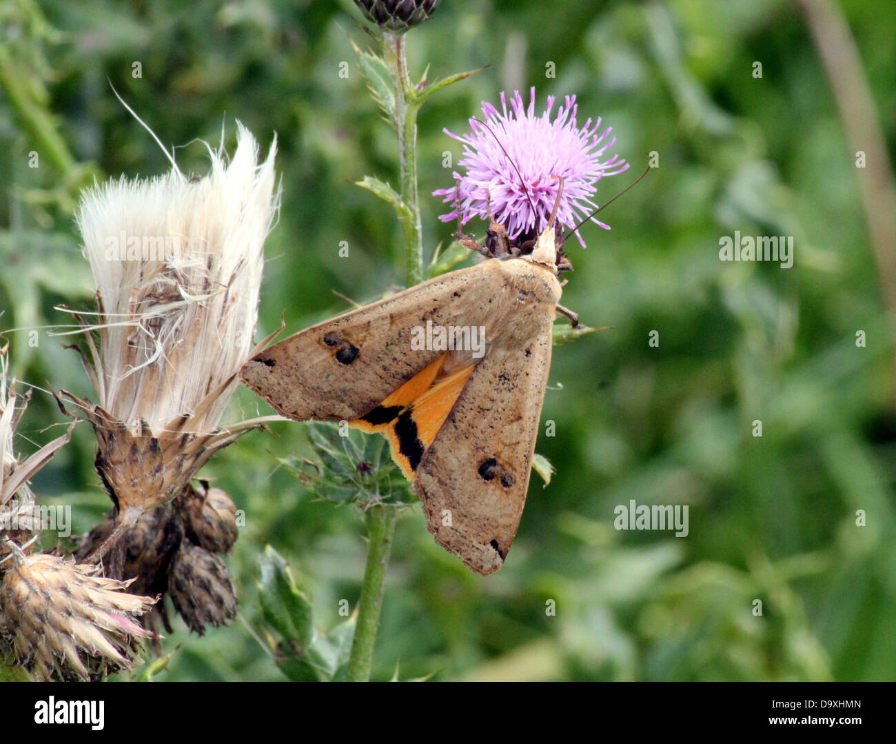 Grande giallo Underwing (Noctua pronuba) moth rovistando su un viola fiore di cardo Foto Stock