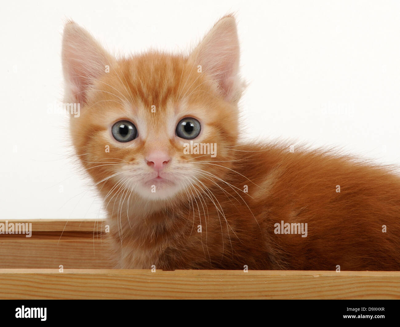 Un grazioso piccolo zenzero gattino. Foto Stock
