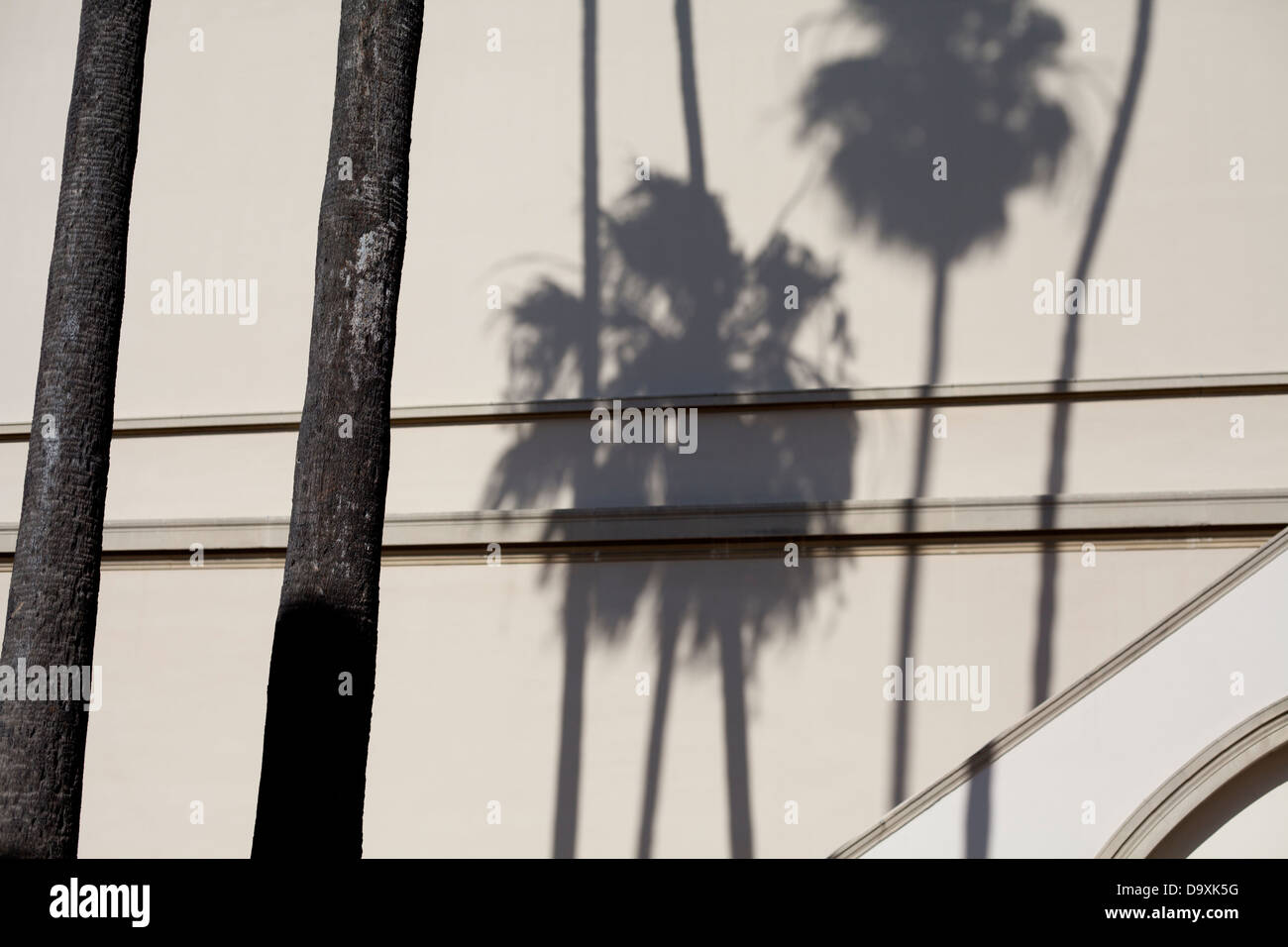 Palm tree ombre Foto Stock
