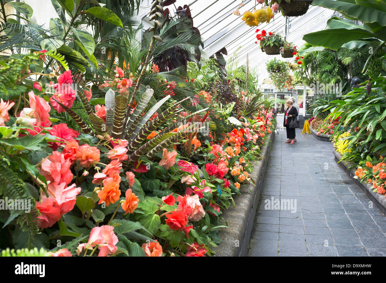 dh Botanic Gardens Begonia House WELLINGTON NEW ZEALAND Women Looking a piante in casa calda botanica persone serra Foto Stock