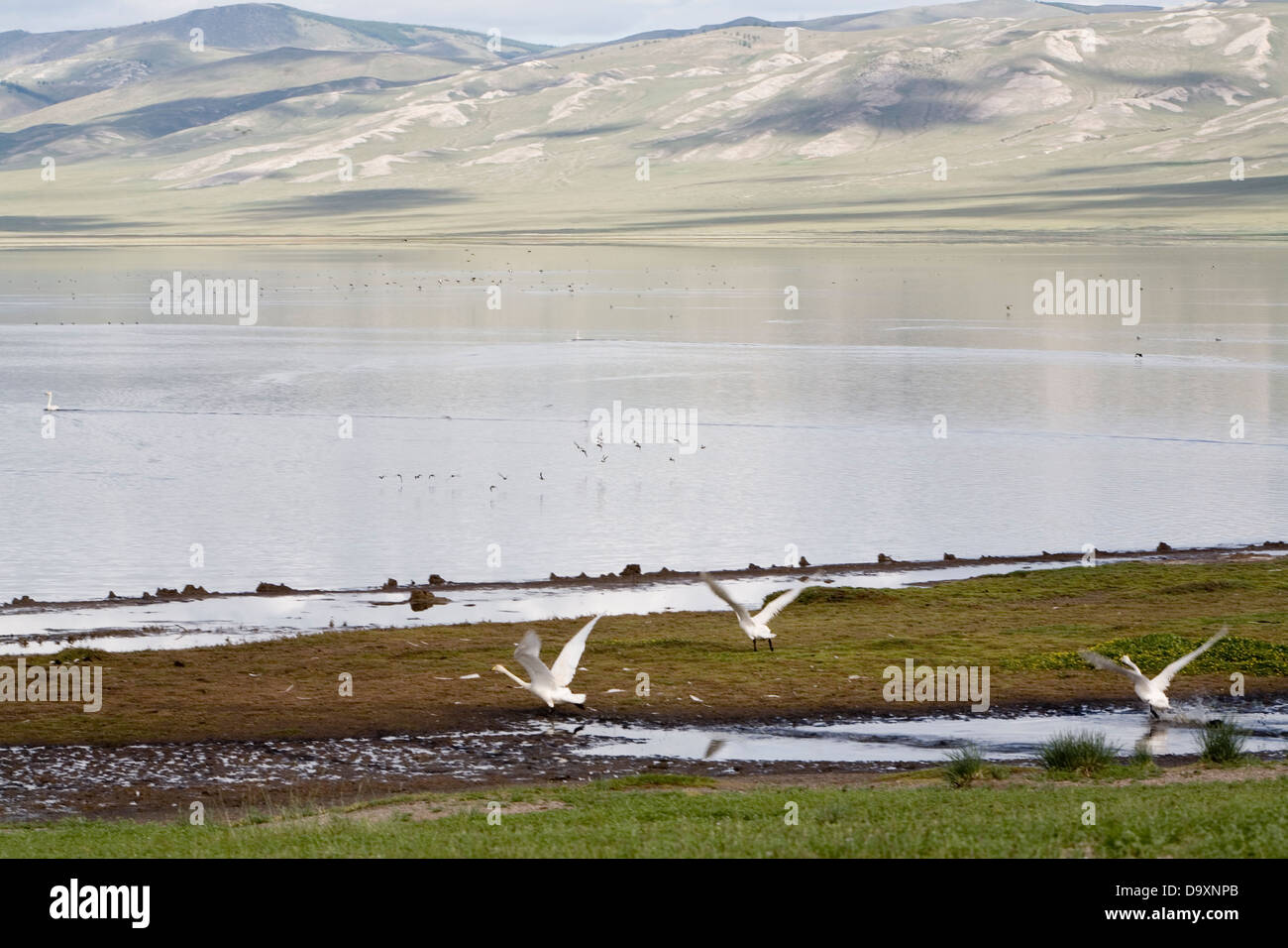 Cigni bianchi, Irkh Nuur nel Khovsgol Aimag (Hovsgol distretto) della Mongolia settentrionale, Asia Foto Stock