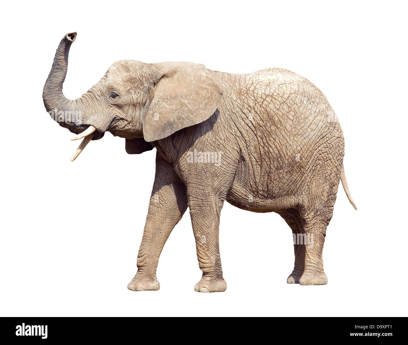 Elefante africano con tracciato di ritaglio Foto Stock