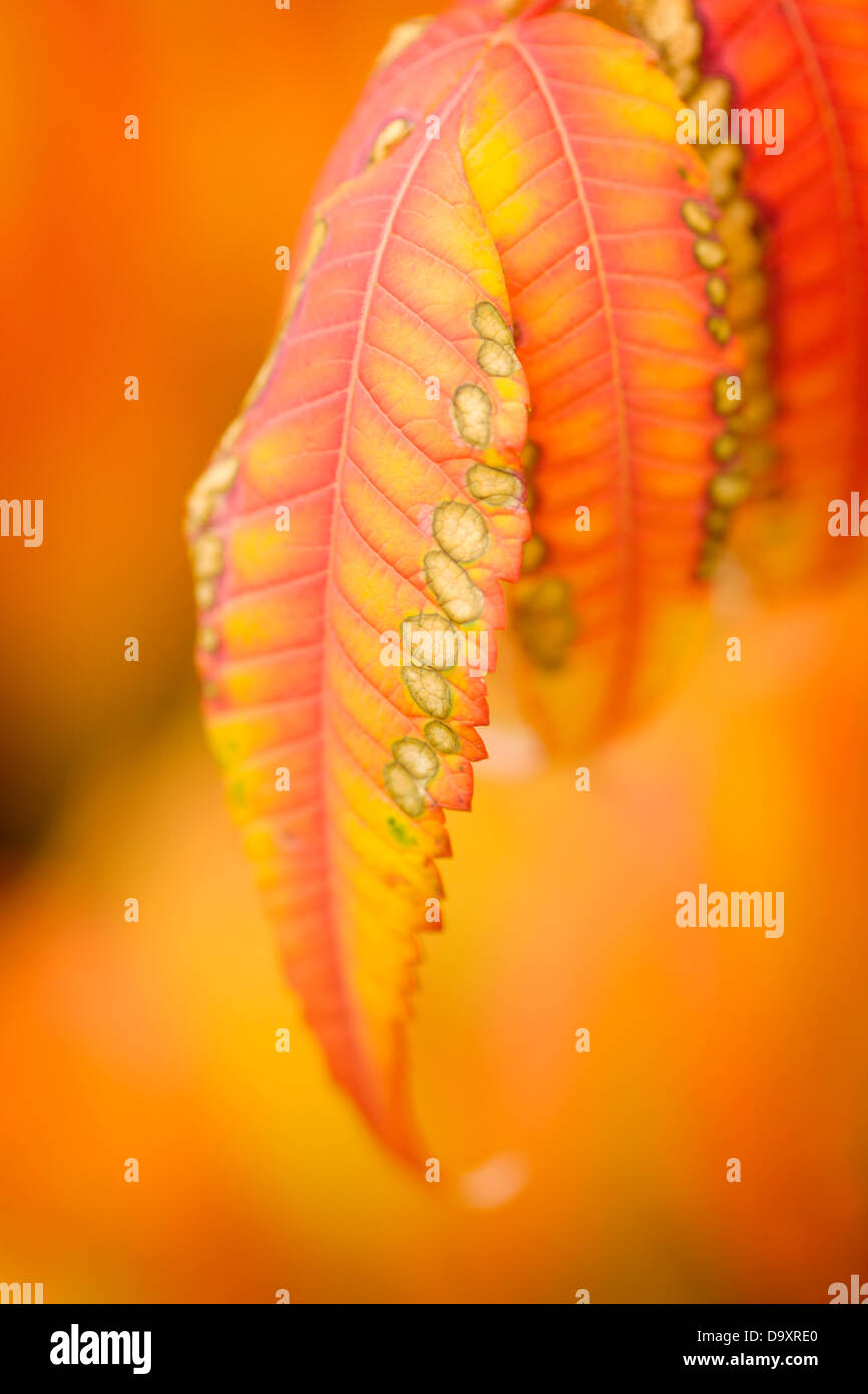 Un close-up di foglie delle feste di addio al celibato il corno, sumac. Foto Stock
