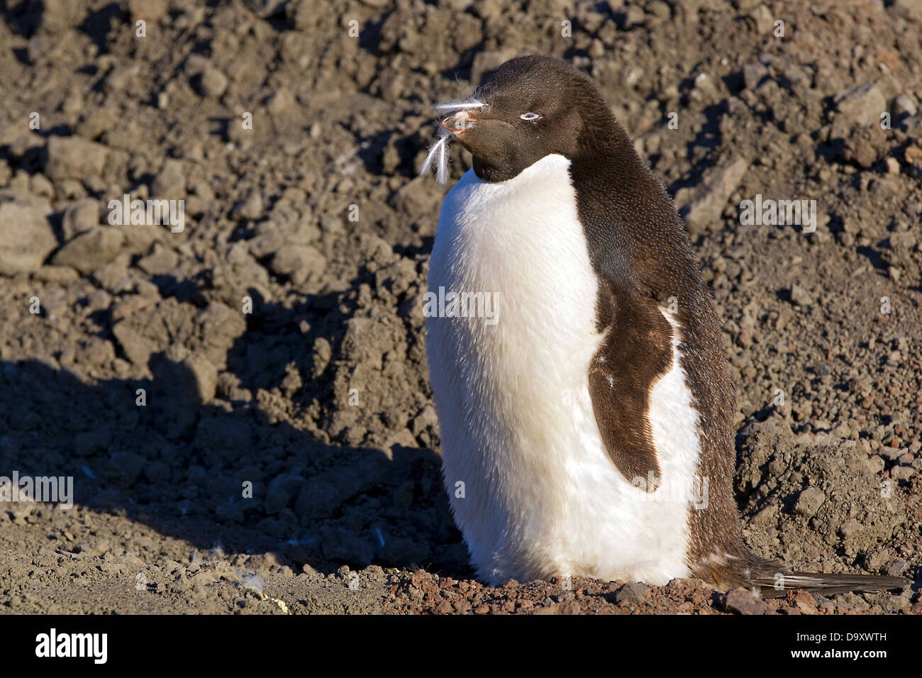 Adelie penguin Pygoscelis adeliae, Ross Island, Antartide wildlife Foto Stock