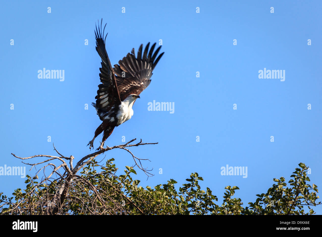 African fish eagle, haliaeetus vocifer, decolla nella ricerca della preda nella palude allagata di Okavango Delta, Chobe National Park, Foto Stock