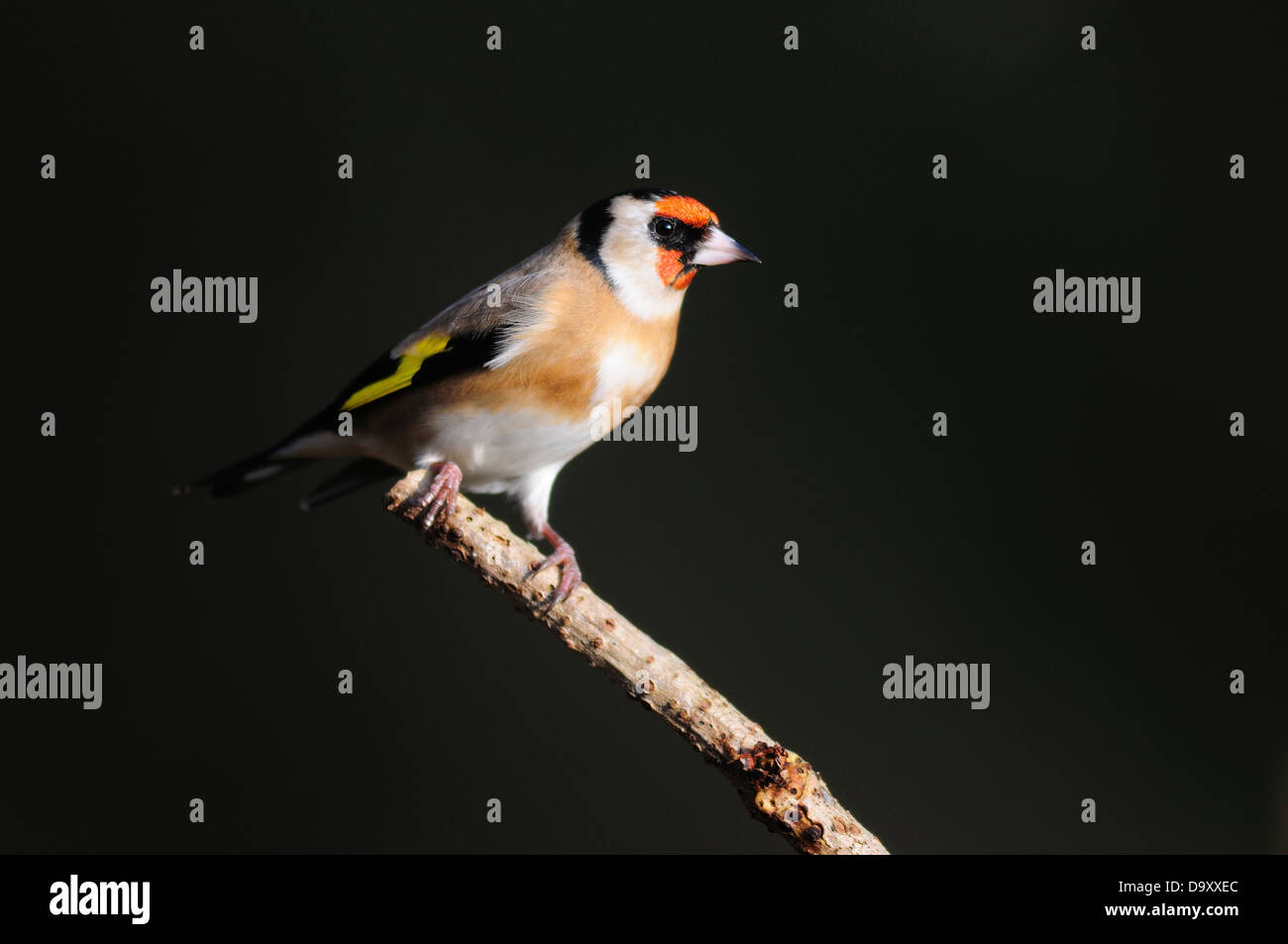 Un cardellino seduto su un ramoscello con sfondo nero Foto Stock