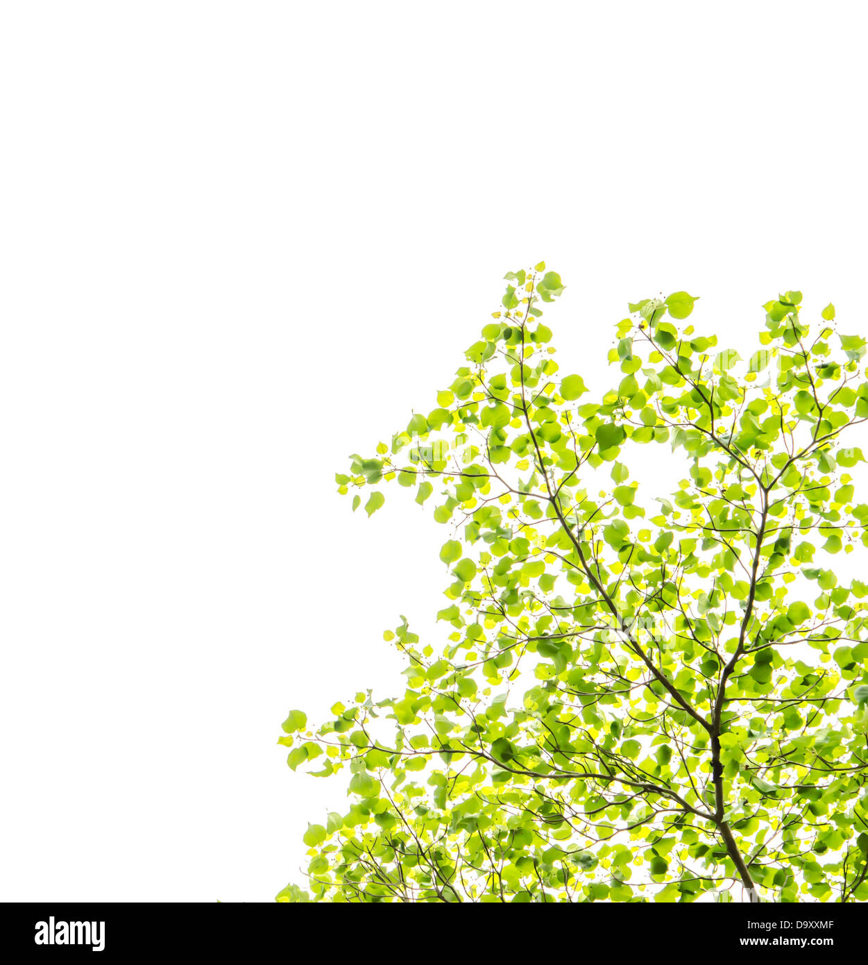 Fresco e foglie verdi su sfondo bianco Foto Stock