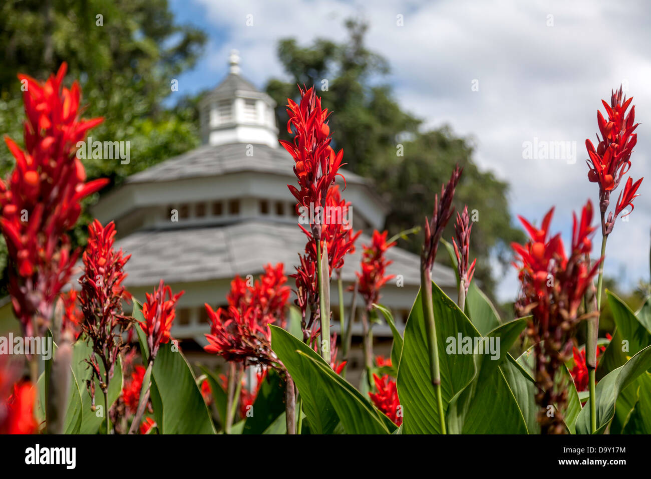 Red Canna (Canna x generalis) o Cannas Lillies che fiorisce con un giardino  gazebo visibile in background Foto stock - Alamy